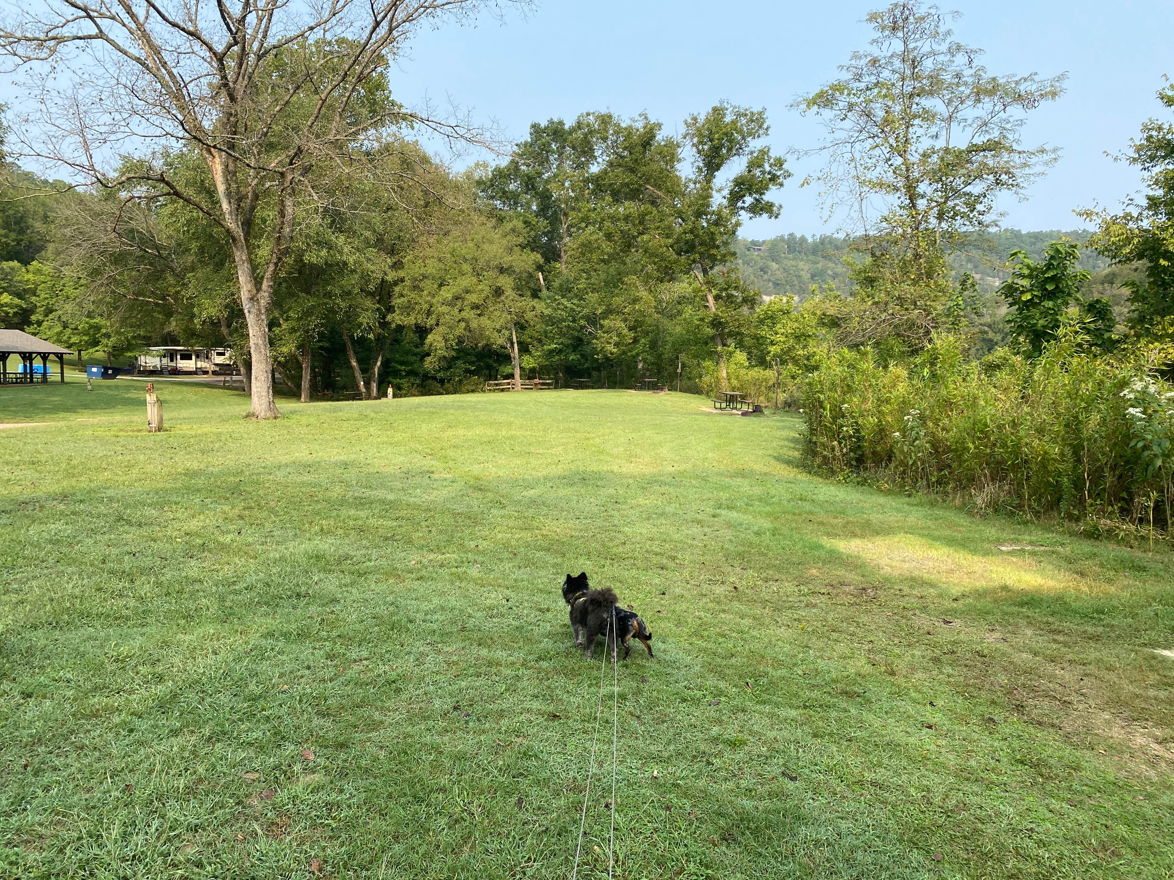 Shelly S.'s photo of camping with pets at Buffalo Point — Buffalo National River near Dennard, AR