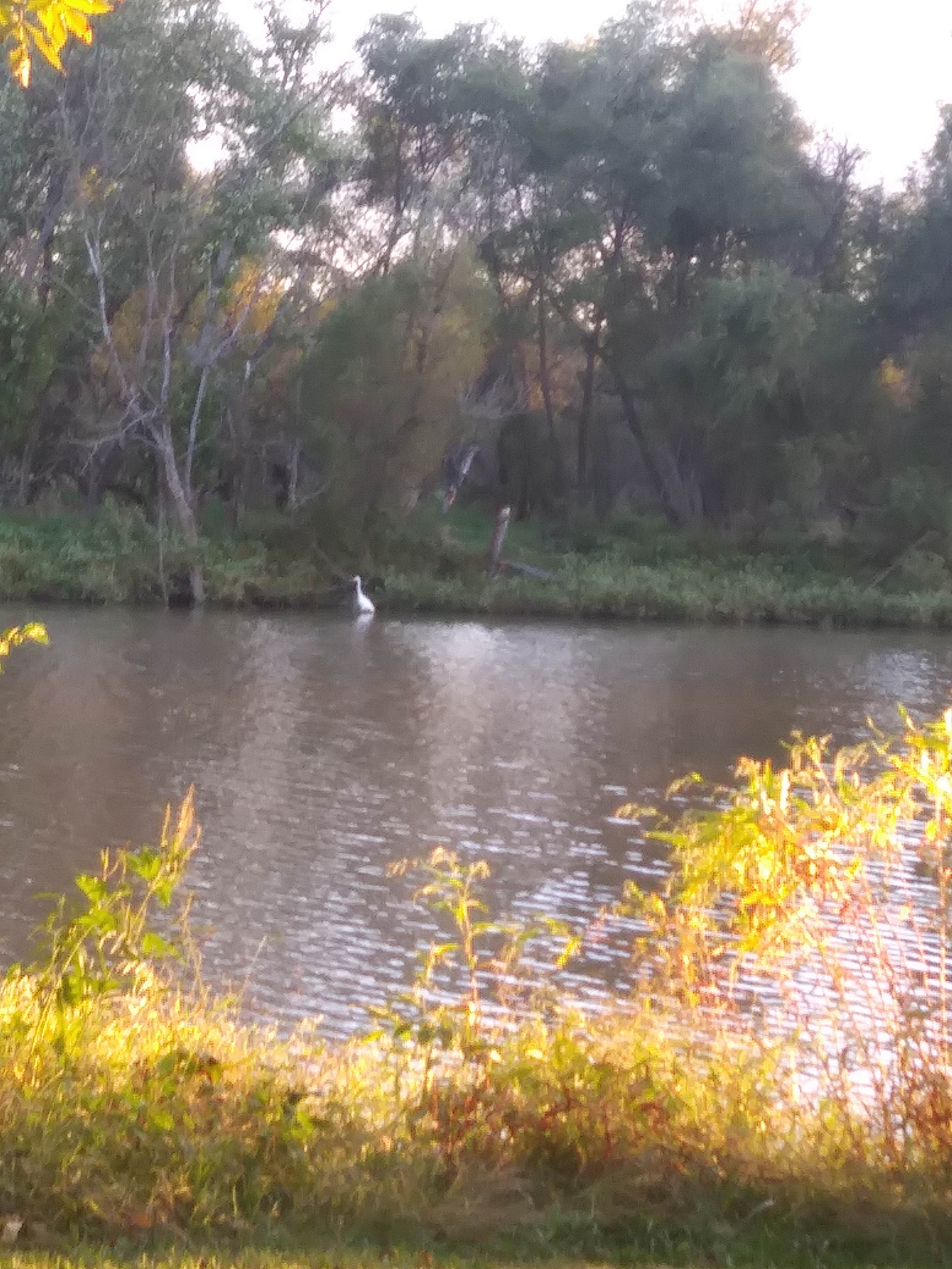 Camper submitted image from Montrose Missouri Conservation Area Dispersed Camping - 5