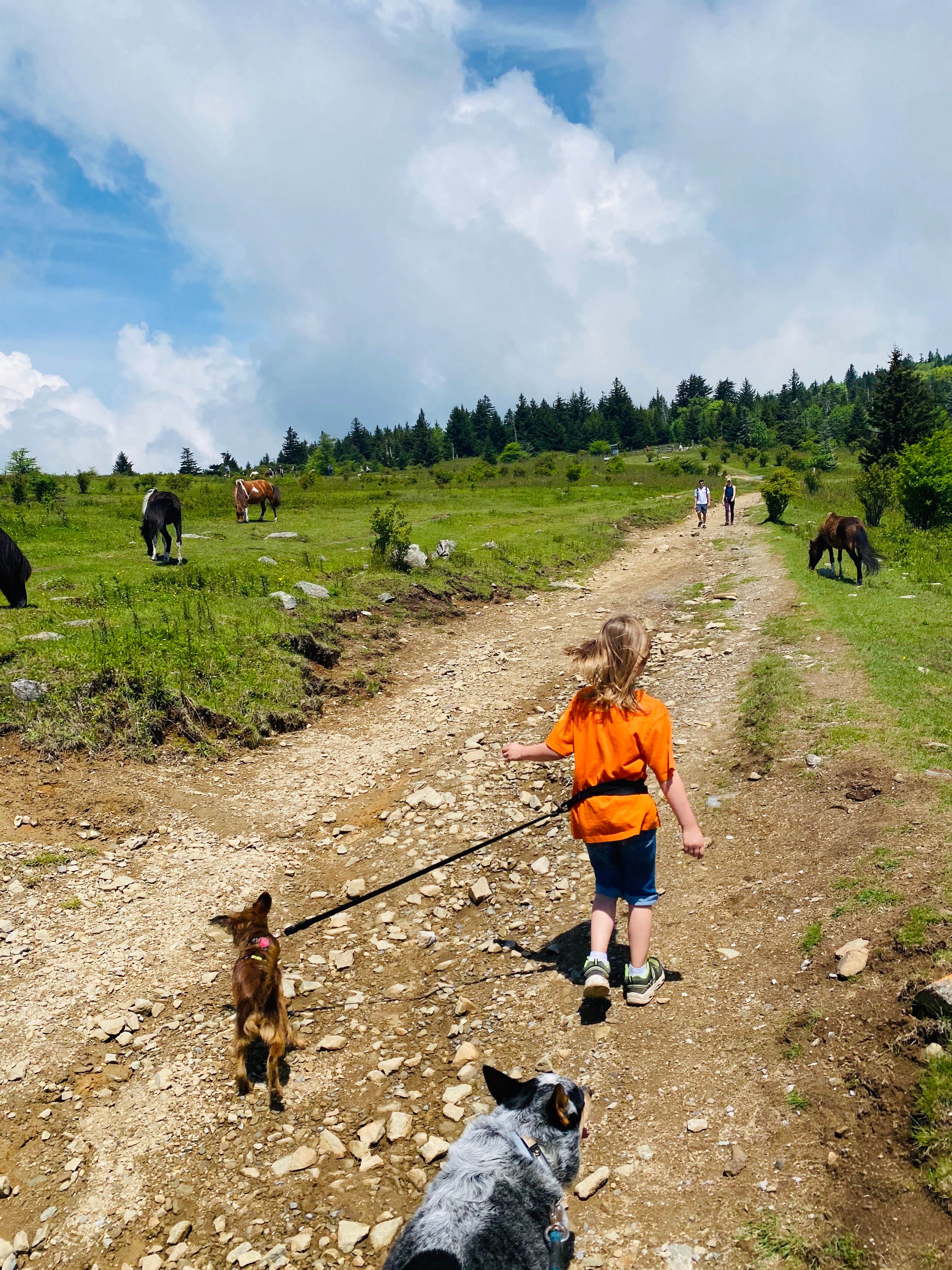 Shelly S.'s photo of camping with pets at Hickory Ridge Campground — Grayson Highlands State Park near Mouth of Wilson, VA