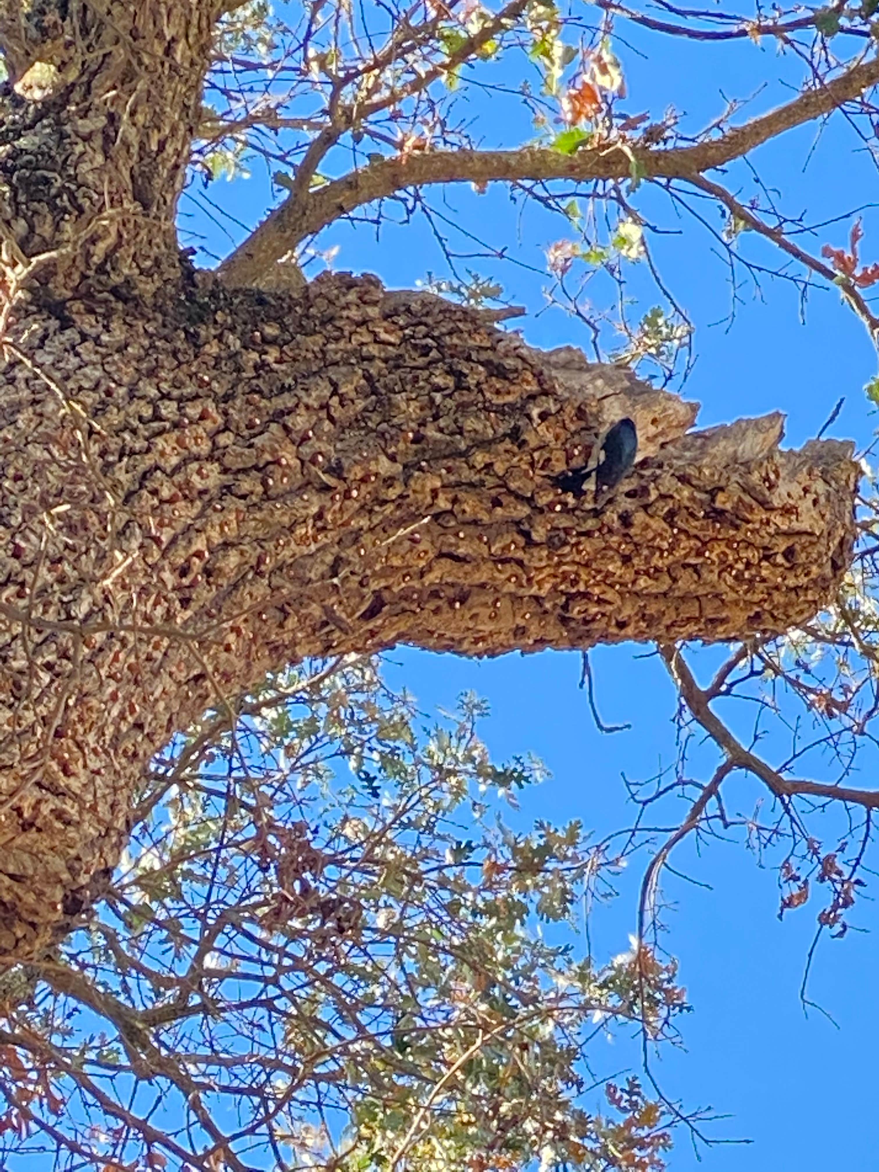 Camper-submitted photo at Joseph D. Grant County Park near Capitola, CA