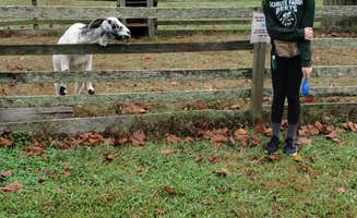 Jennifer R.'s photo of camping with pets at Pettigrew State Park Campground near Nags Head, NC