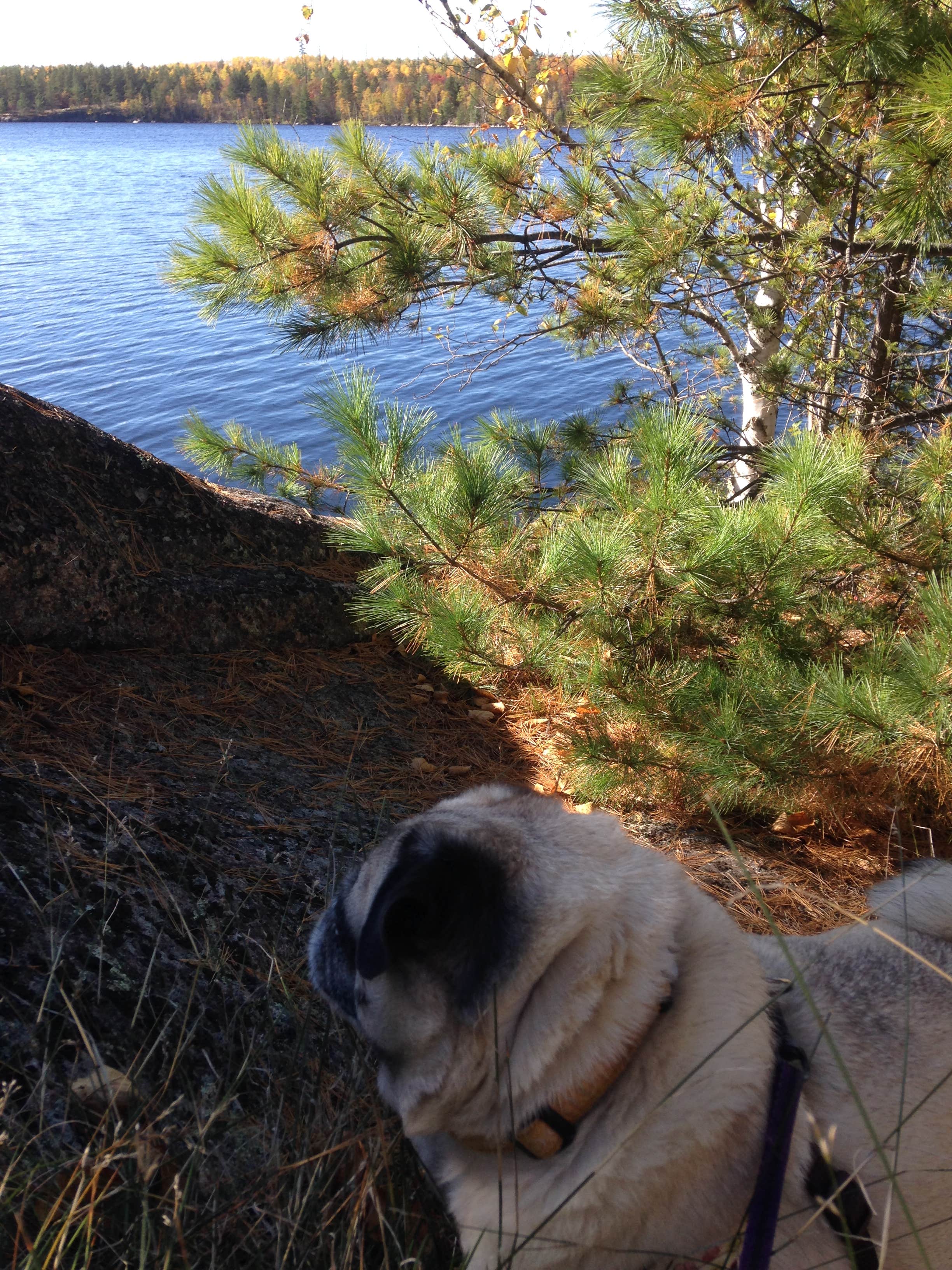 Janet R.'s photo of camping with pets at Meander Lake near Virginia, MN