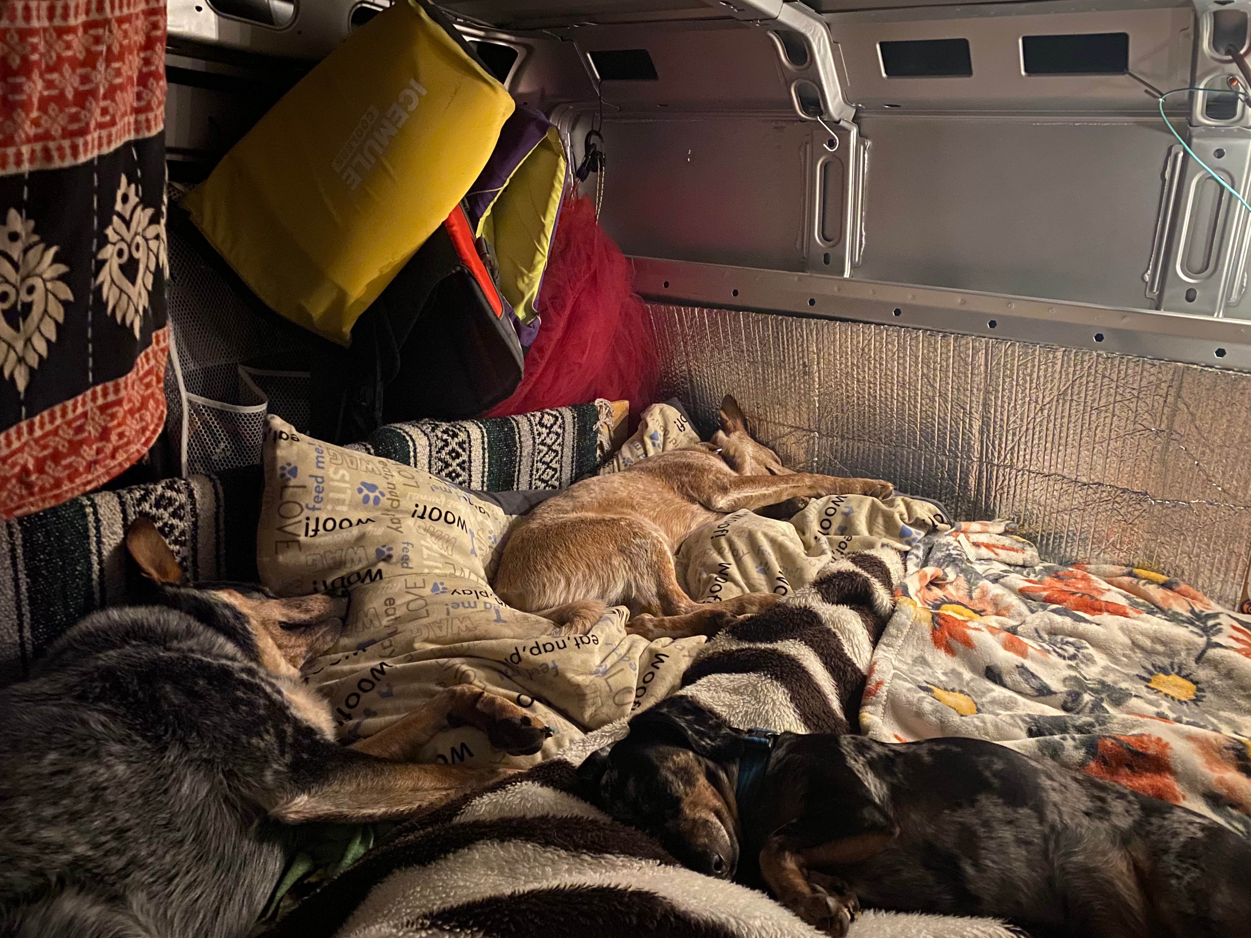 Shelly S.'s photo of camping with pets at Asheville West KOA near Asheville, NC