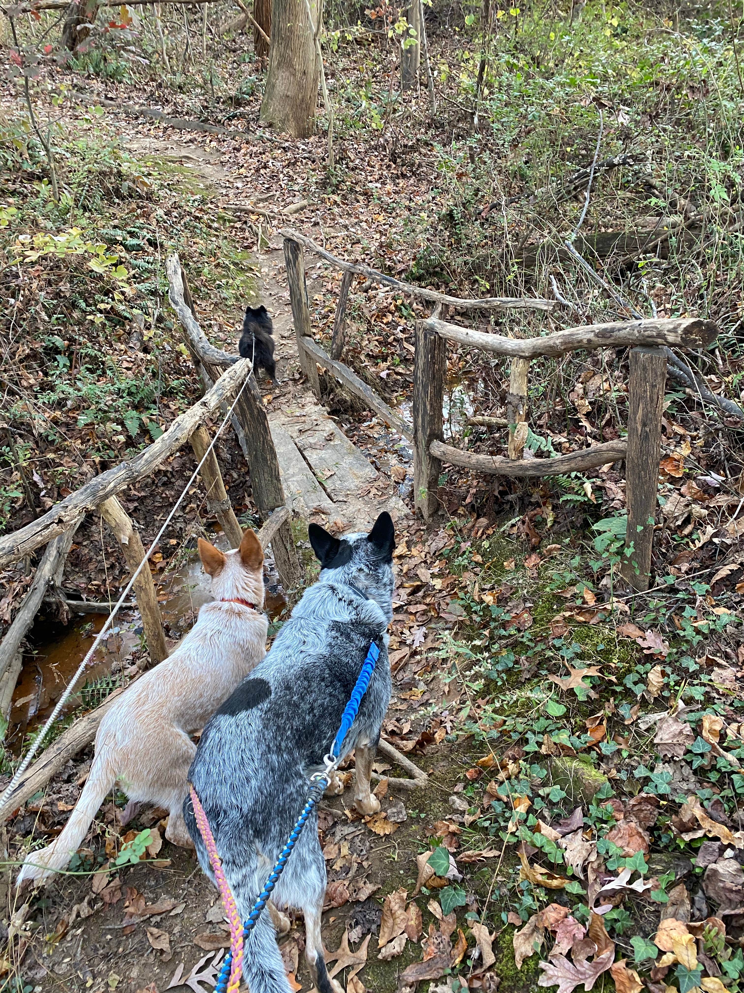 Shelly S.'s photo of camping with pets at Asheville West KOA near Lake Junaluska, NC
