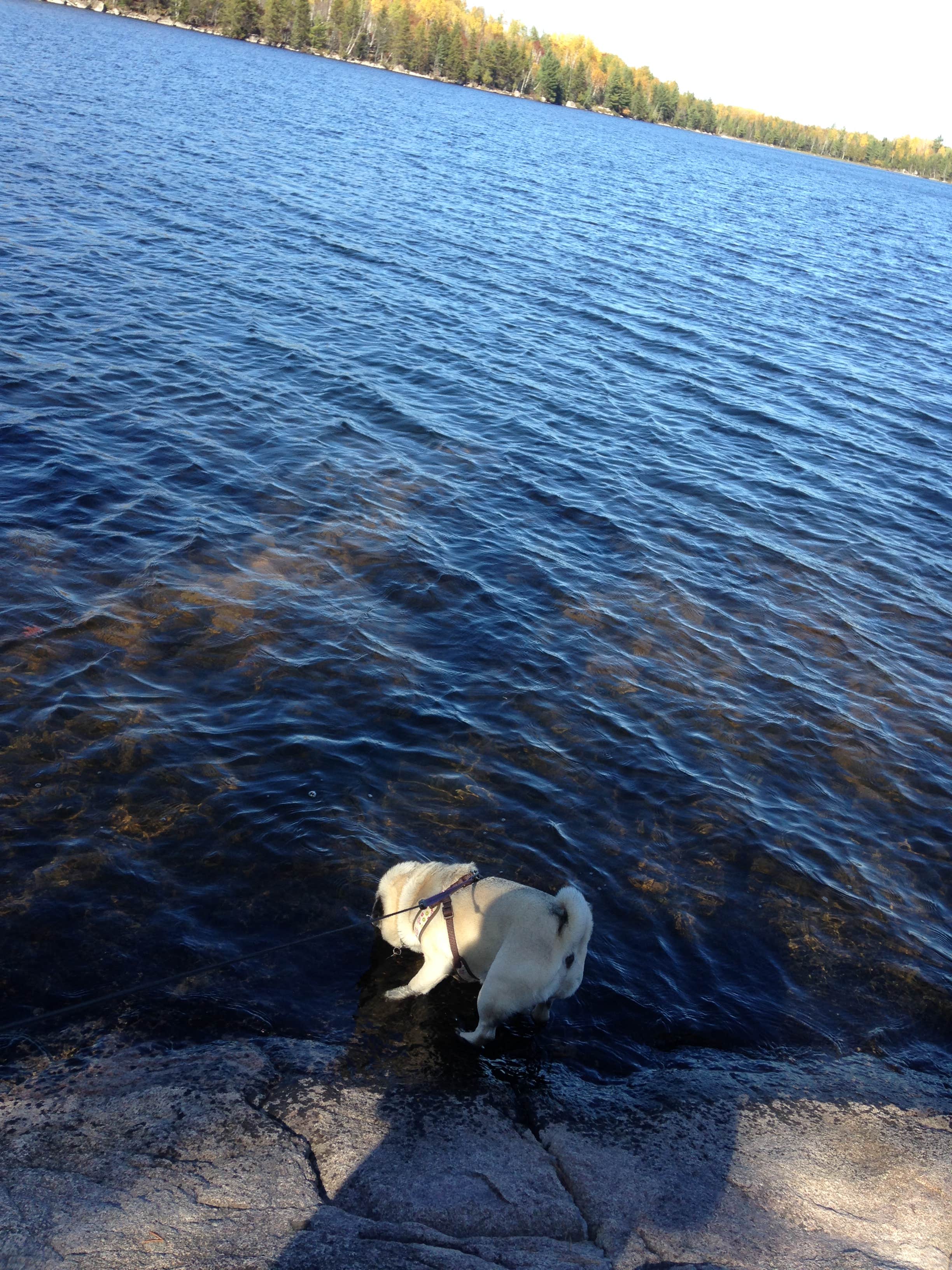 Janet R.'s photo of camping with pets at Meander Lake near Crane Lake, MN