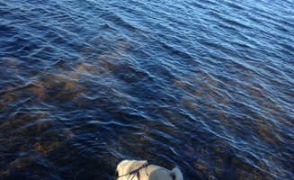 Janet R.'s photo of camping with pets at Meander Lake near Babbitt, MN
