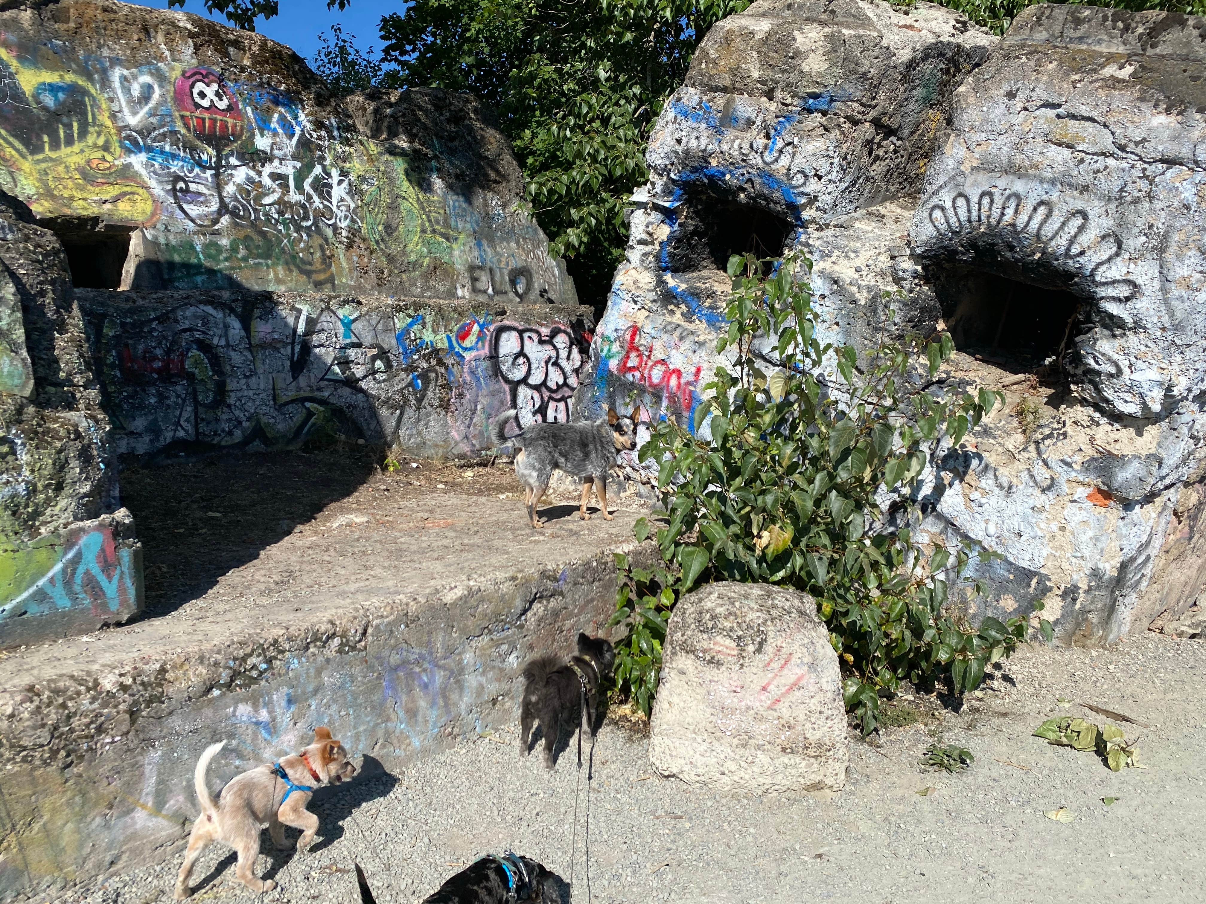 Shelly S.'s photo of camping with pets at Bonner County Fairgrounds near Kaniksu National Forest