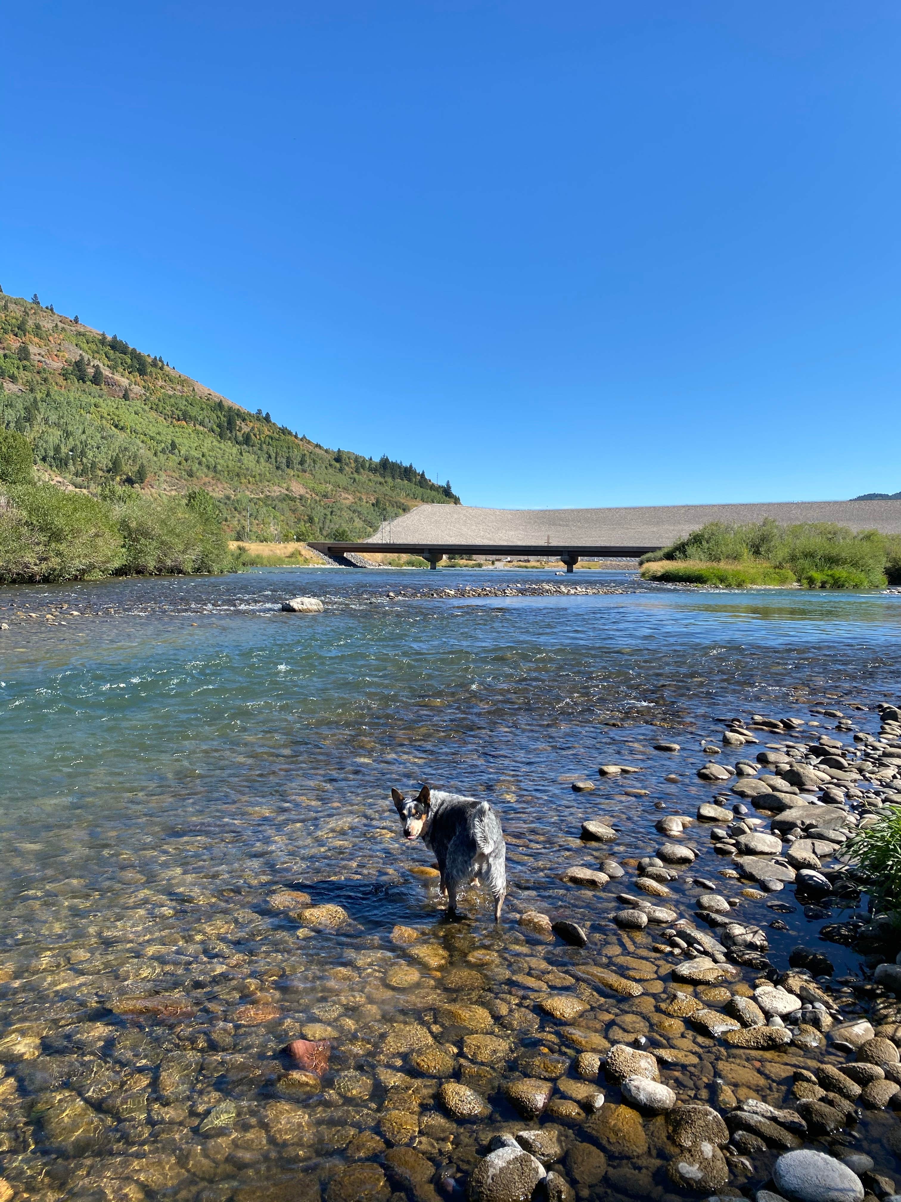 Shelly S.'s photo of camping with pets at Riverside Campground near Ashton, ID