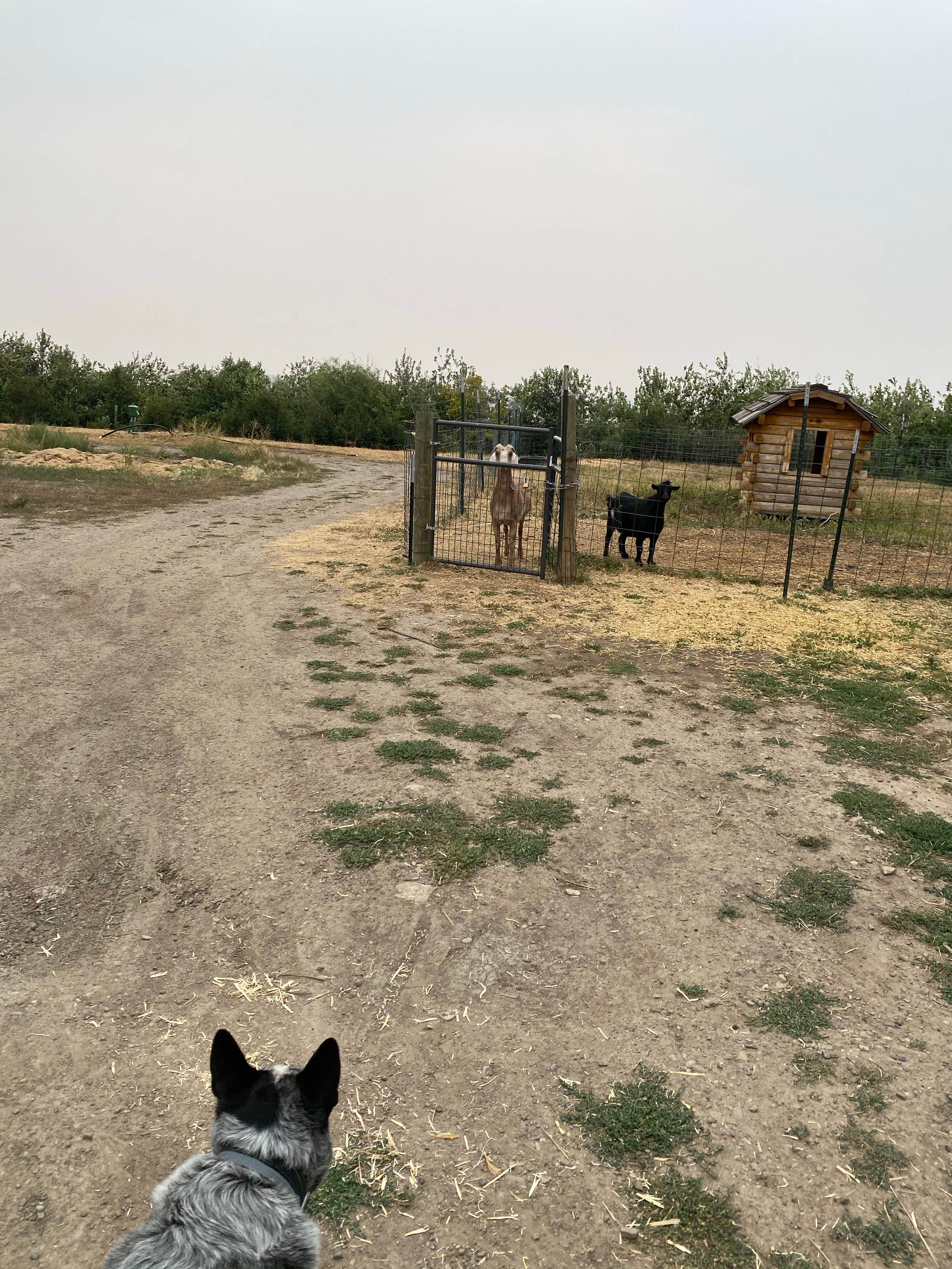 Shelly S.'s photo of camping with pets at Great Falls KOA near Great Falls, MT