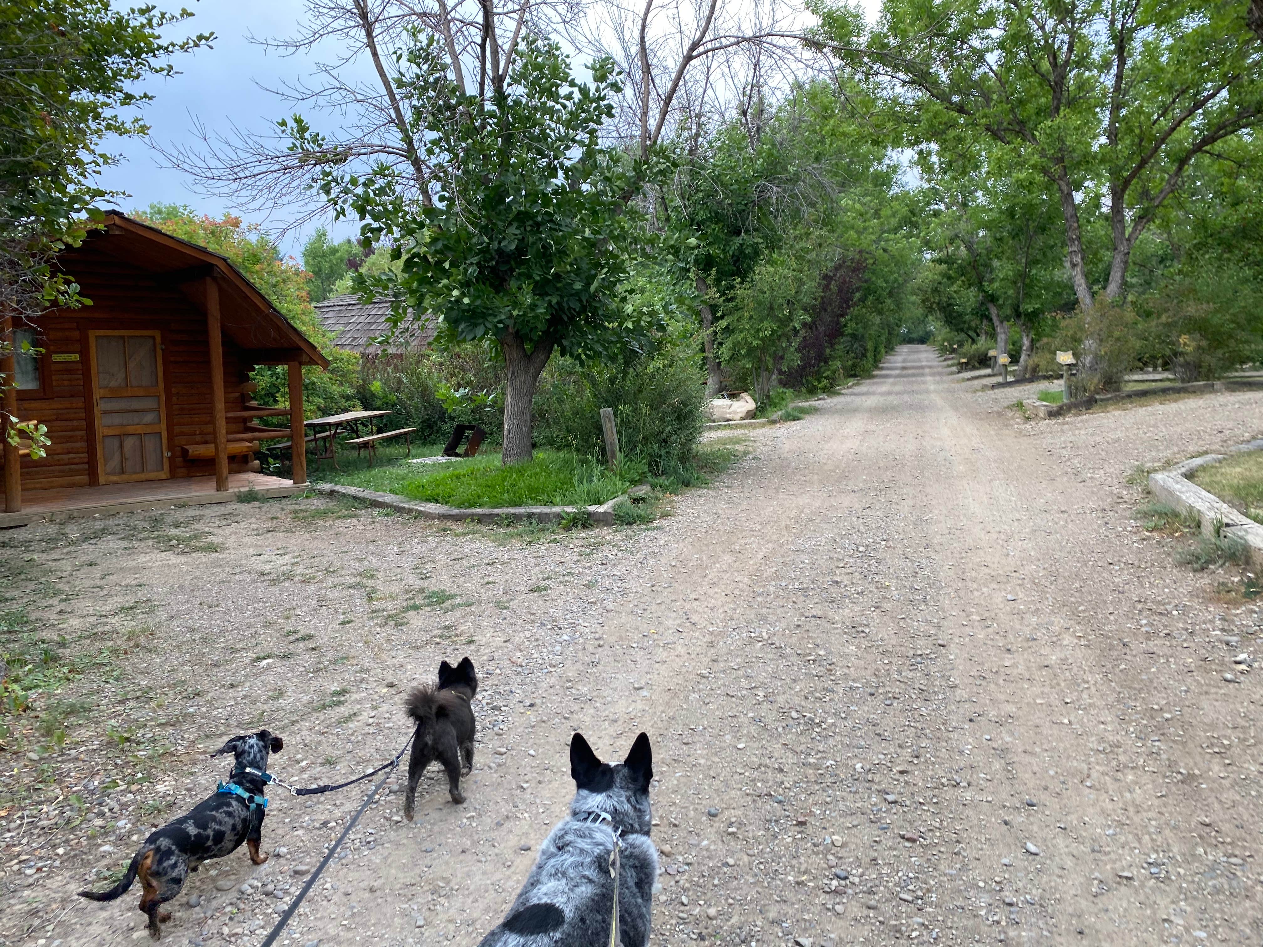 Shelly S.'s photo of camping with pets at Great Falls KOA near Cascade, MT