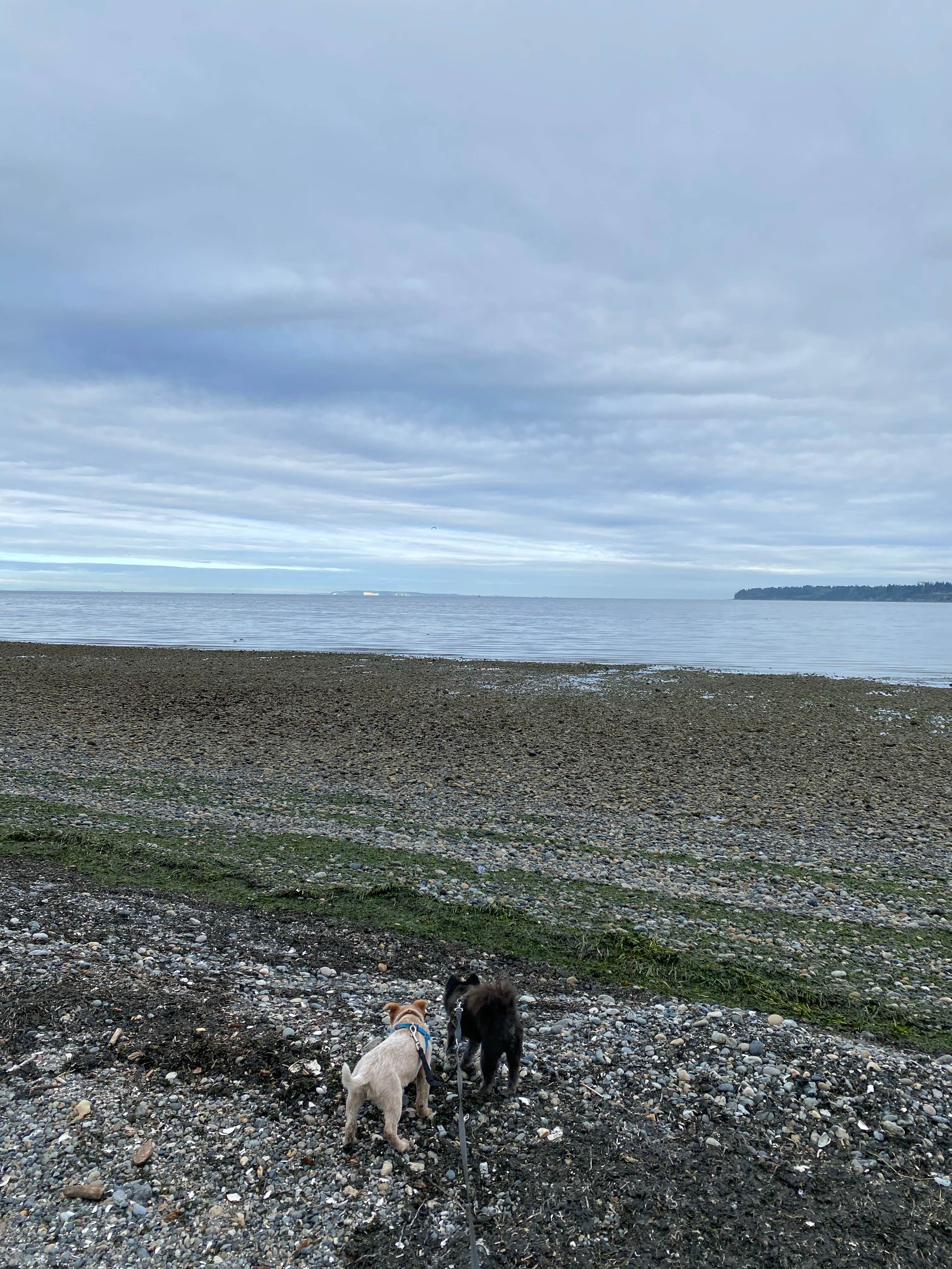 Shelly S.'s photo of camping with pets at Birch Bay State Park Campground near Bellingham, WA
