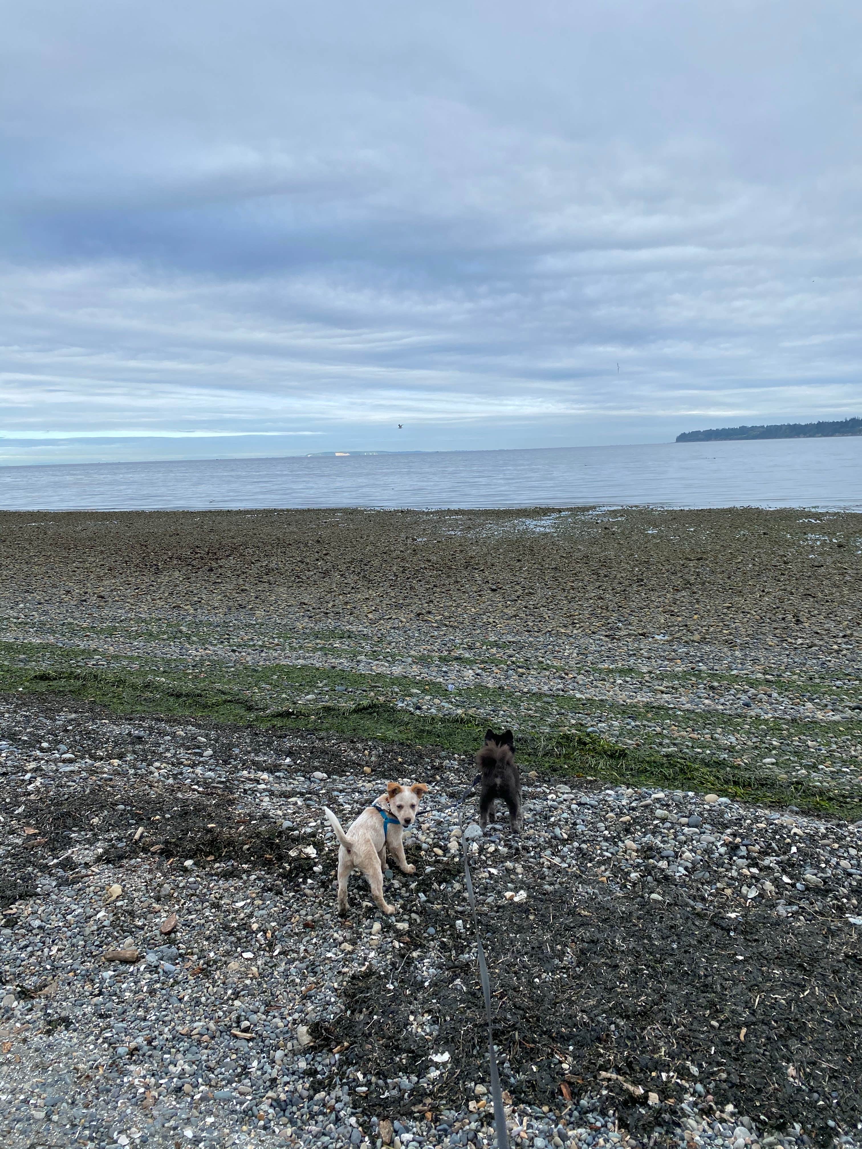 Shelly S.'s photo of camping with pets at Birch Bay State Park Campground near Blaine, WA