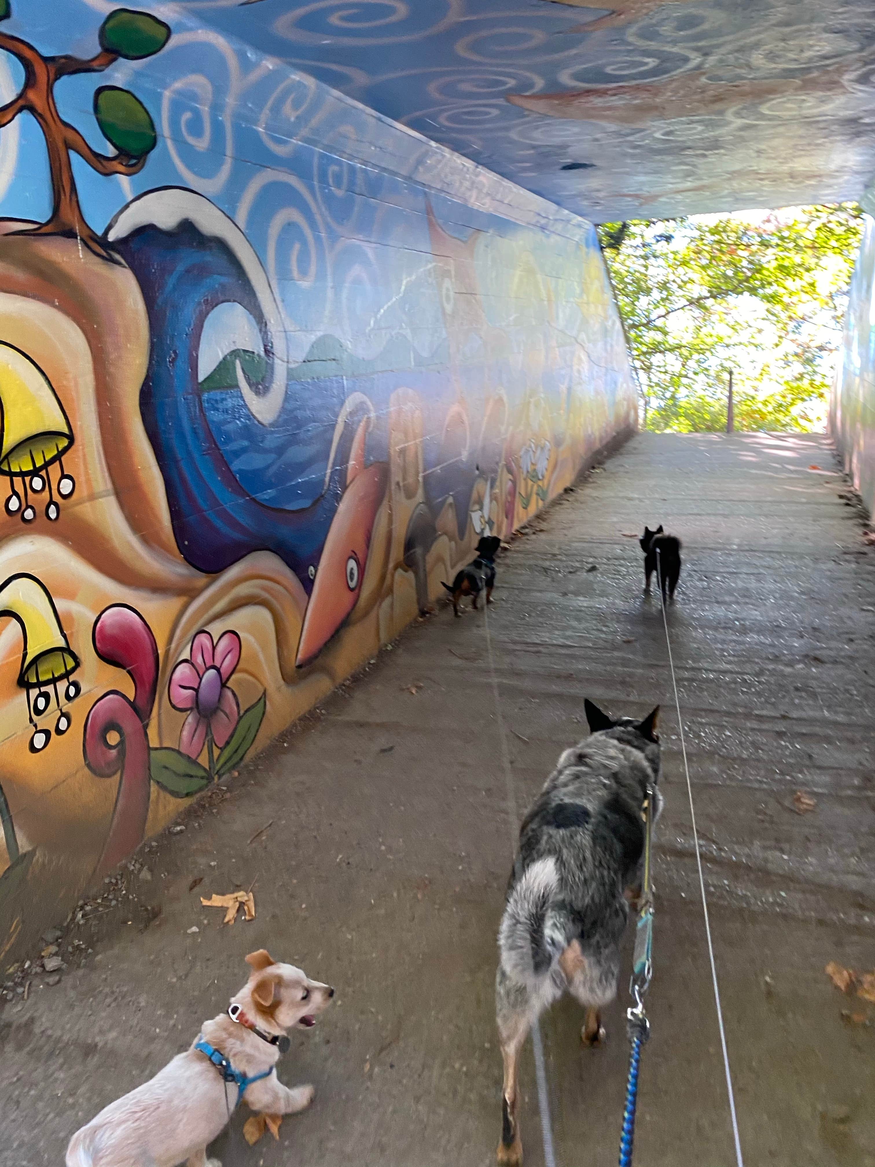 Shelly S.'s photo of camping with pets at Larrabee State Park Campground near Bellingham, WA