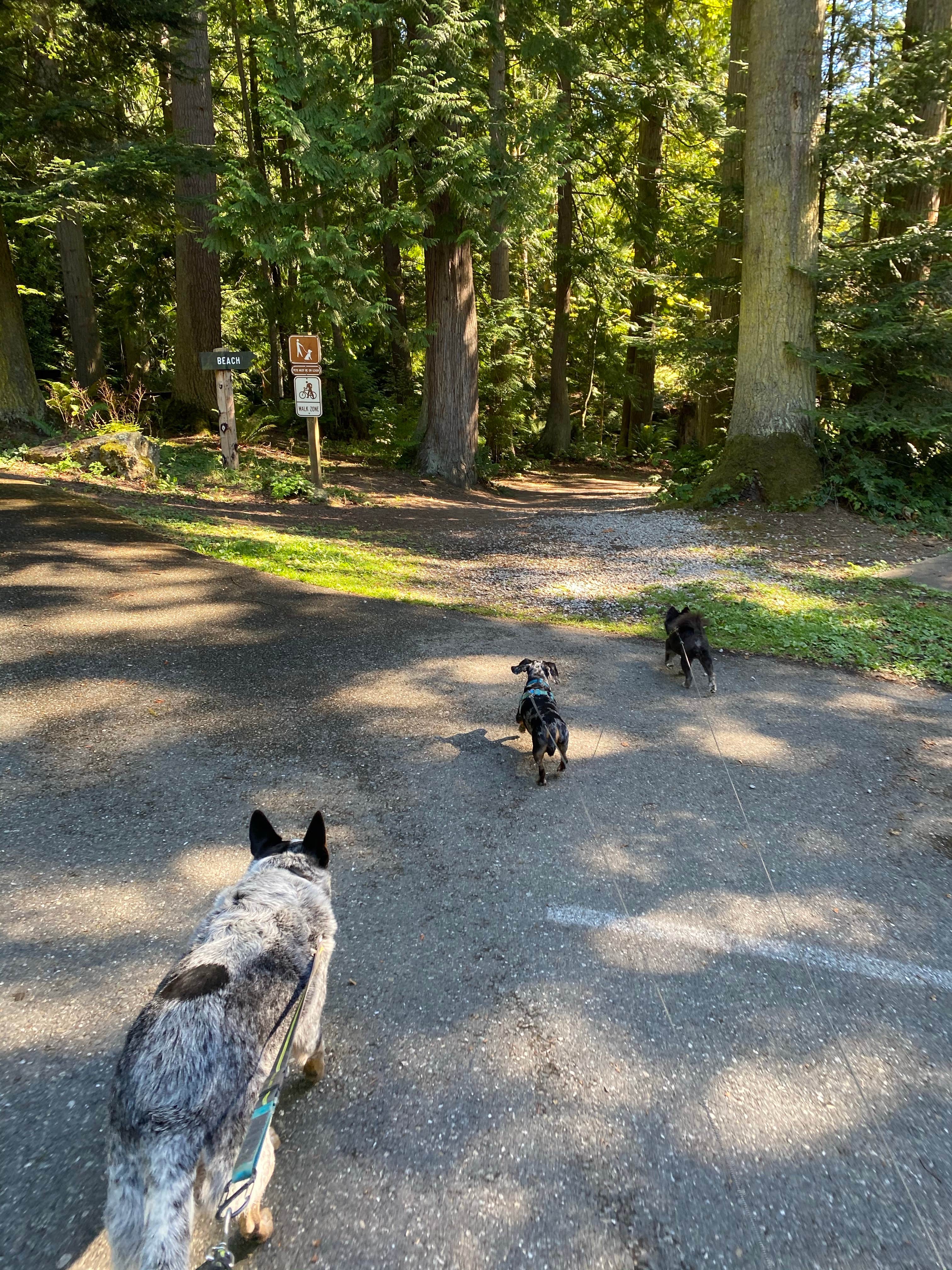 Shelly S.'s photo of camping with pets at Larrabee State Park Campground near Anacortes, WA