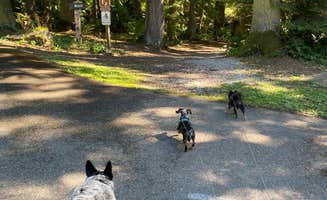 Shelly S.'s photo of camping with pets at Larrabee State Park Campground near Anacortes, WA