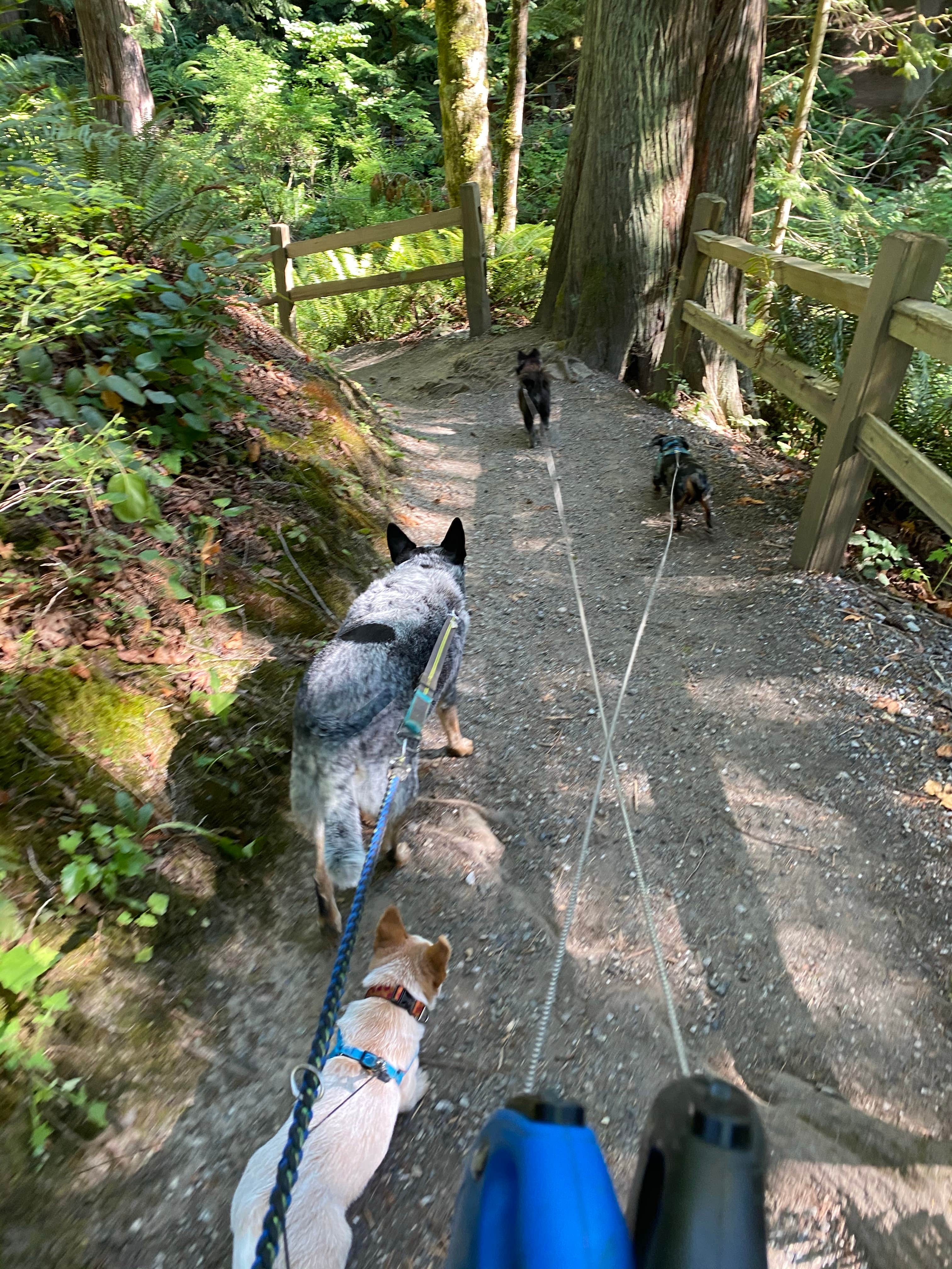 Shelly S.'s photo of camping with pets at Larrabee State Park Campground near Acme, WA
