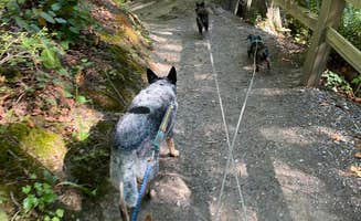 Shelly S.'s photo of camping with pets at Larrabee State Park Campground near Acme, WA