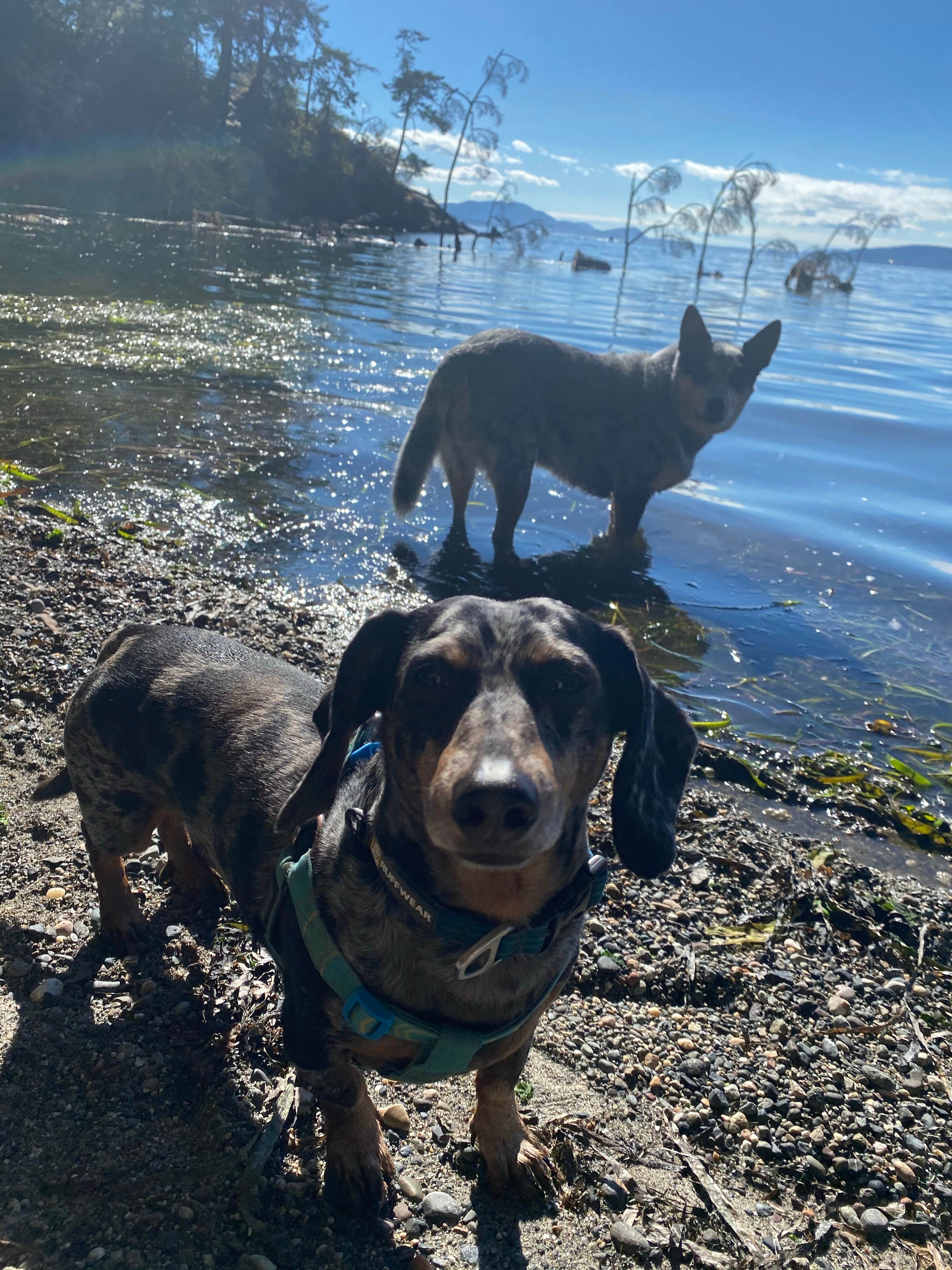 Shelly S.'s photo of camping with pets at Larrabee State Park Campground near Ferndale, WA