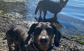 Shelly S.'s photo of camping with pets at Larrabee State Park Campground near Ferndale, WA
