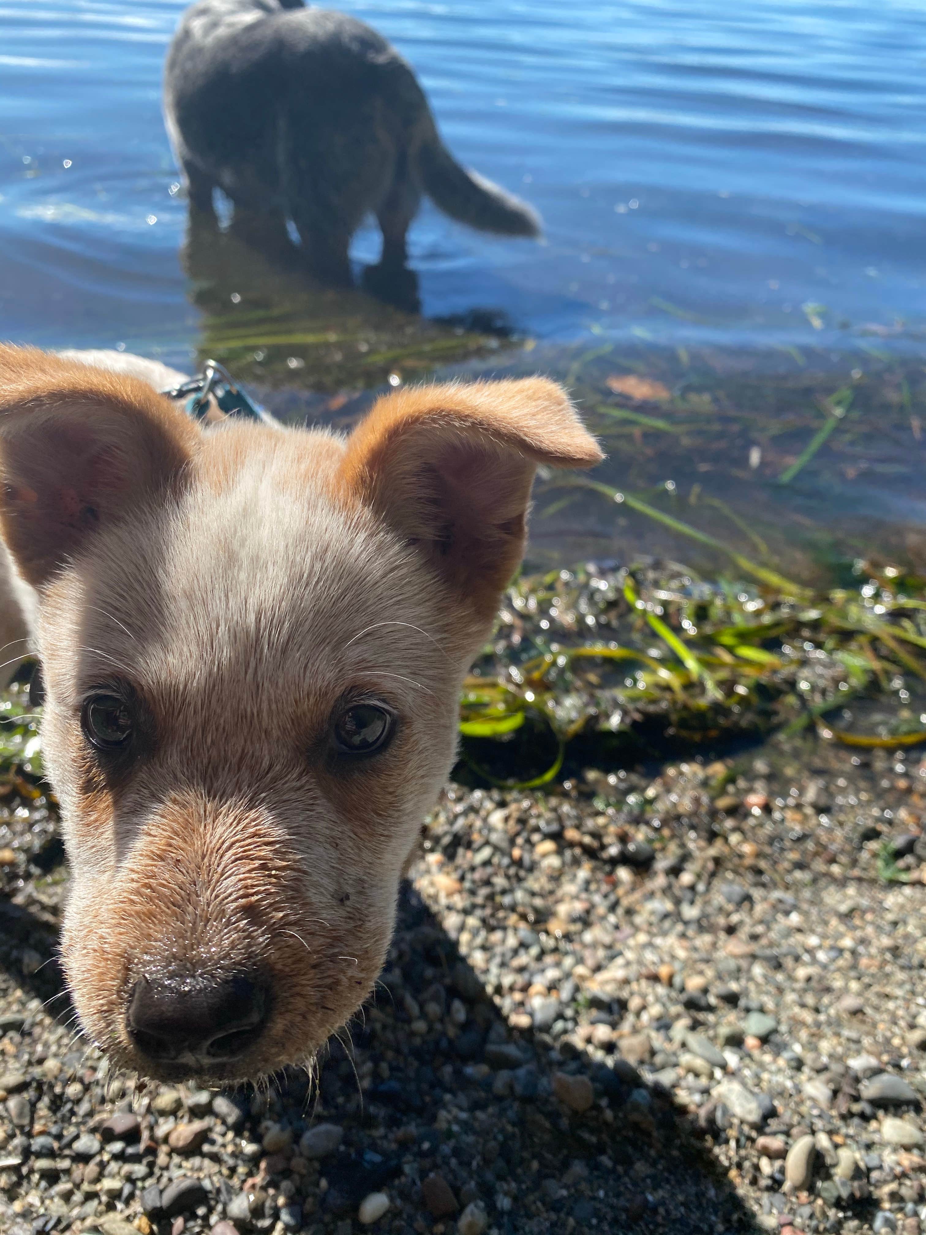 Shelly S.'s photo of camping with pets at Larrabee State Park Campground near Bow, WA