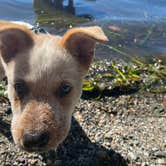 Review photo of Larrabee State Park Campground by Shelly S., November 30, 2020