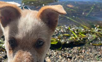 Shelly S.'s photo of camping with pets at Larrabee State Park Campground near Bow, WA