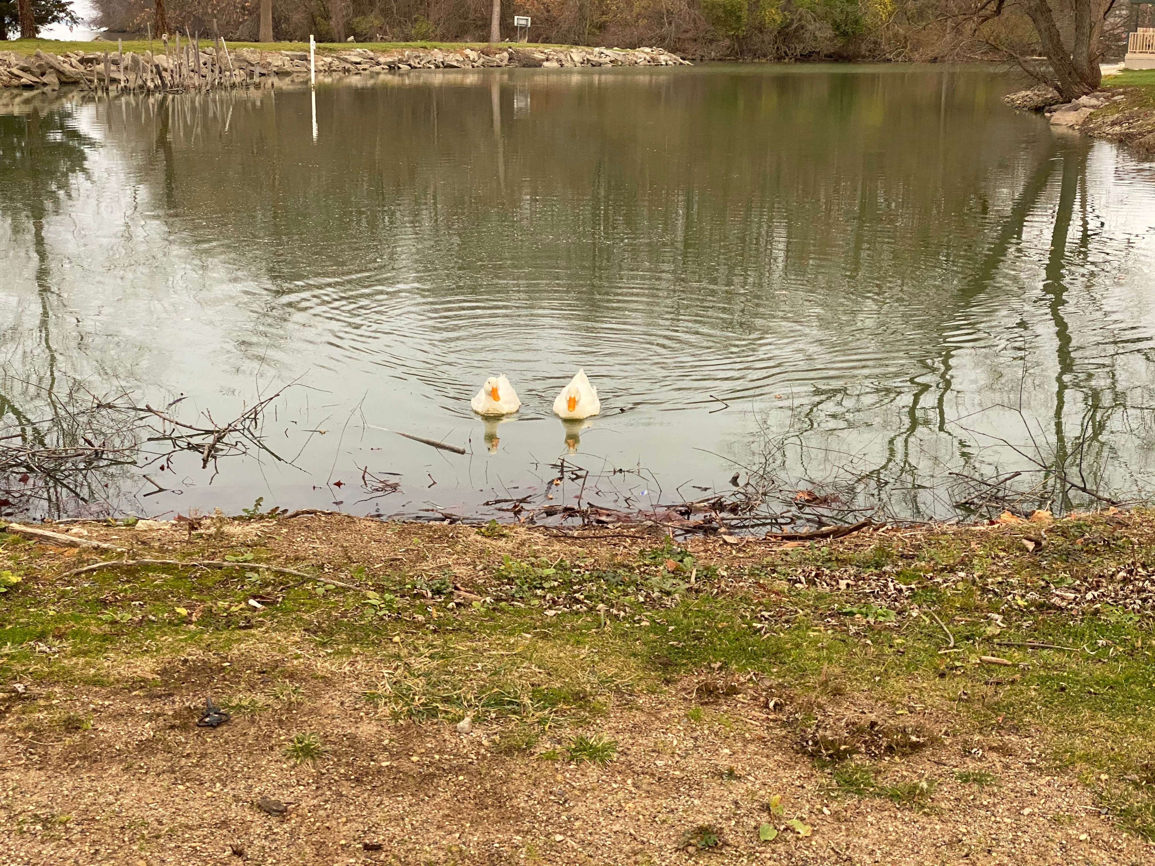 Camper-submitted photo at Grand Lake St. Marys State Park — Grand Lake St Marys State Park near Celina, OH