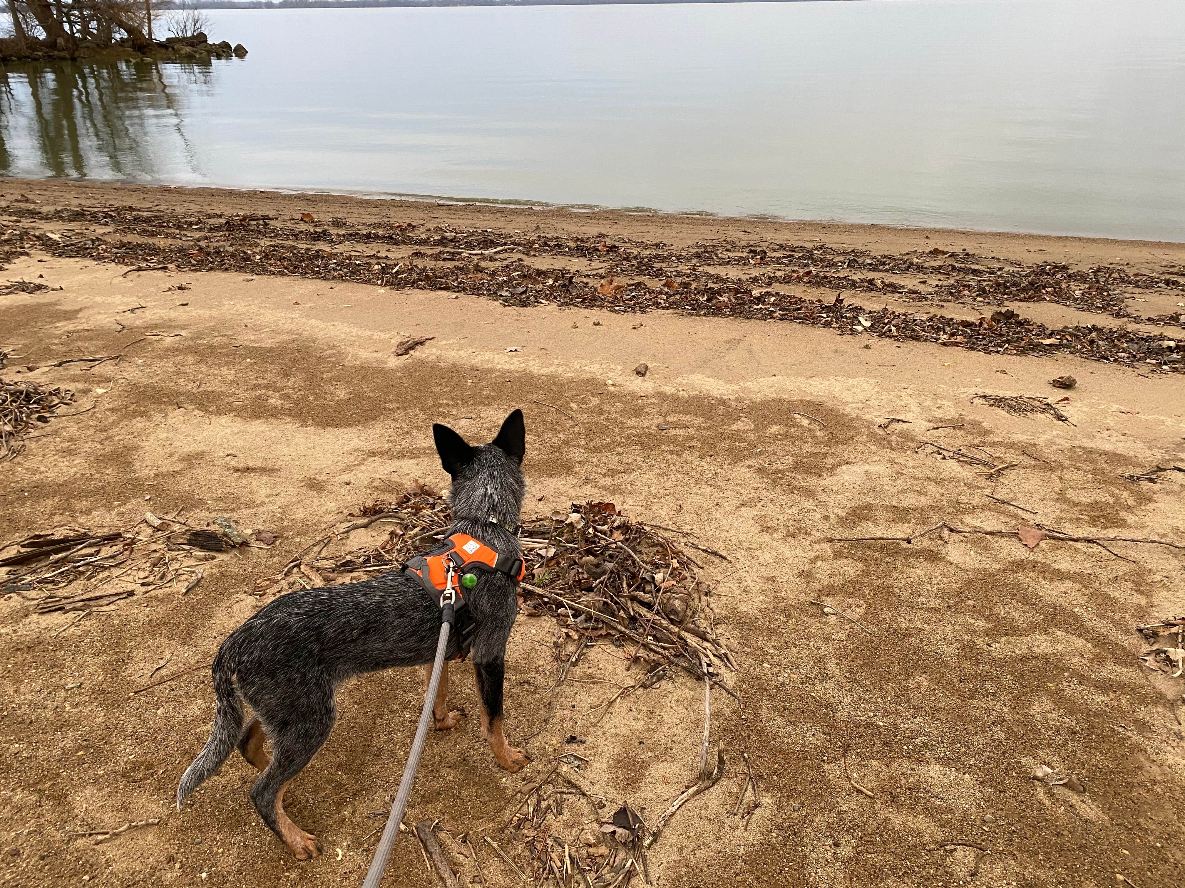 Andrea F.'s photo of camping with pets at Grand Lake St. Marys State Park Campground near Lima, OH