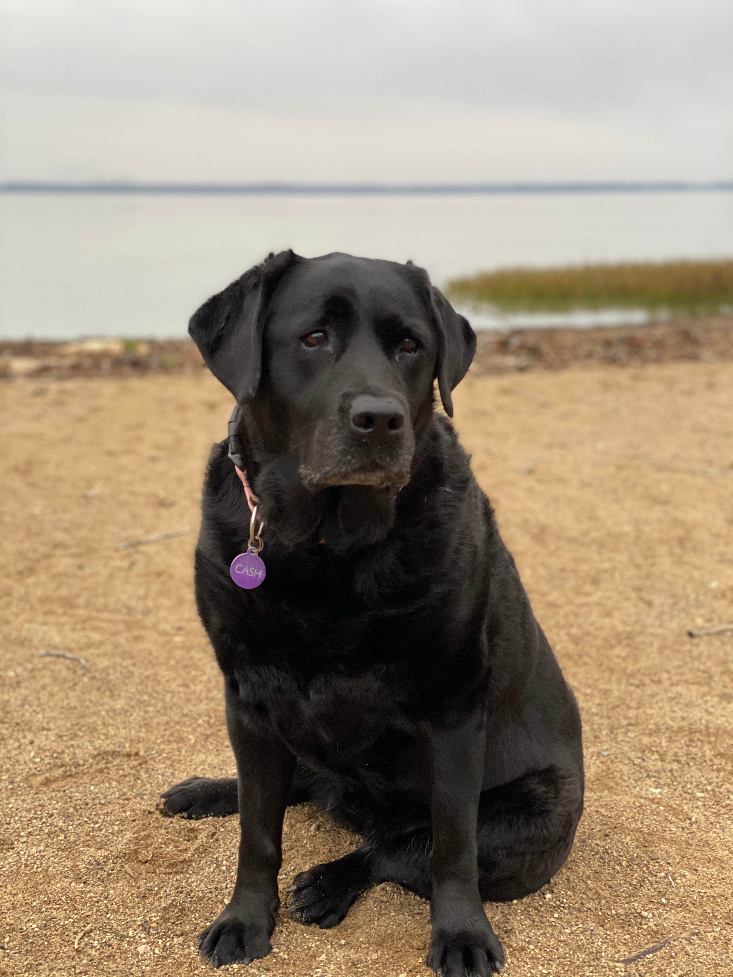 Andrea F.'s photo of camping with pets at Grand Lake St. Marys State Park Campground near Decatur, IN