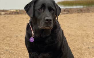 Andrea F.'s photo of camping with pets at Grand Lake St. Marys State Park Campground near Sidney, OH