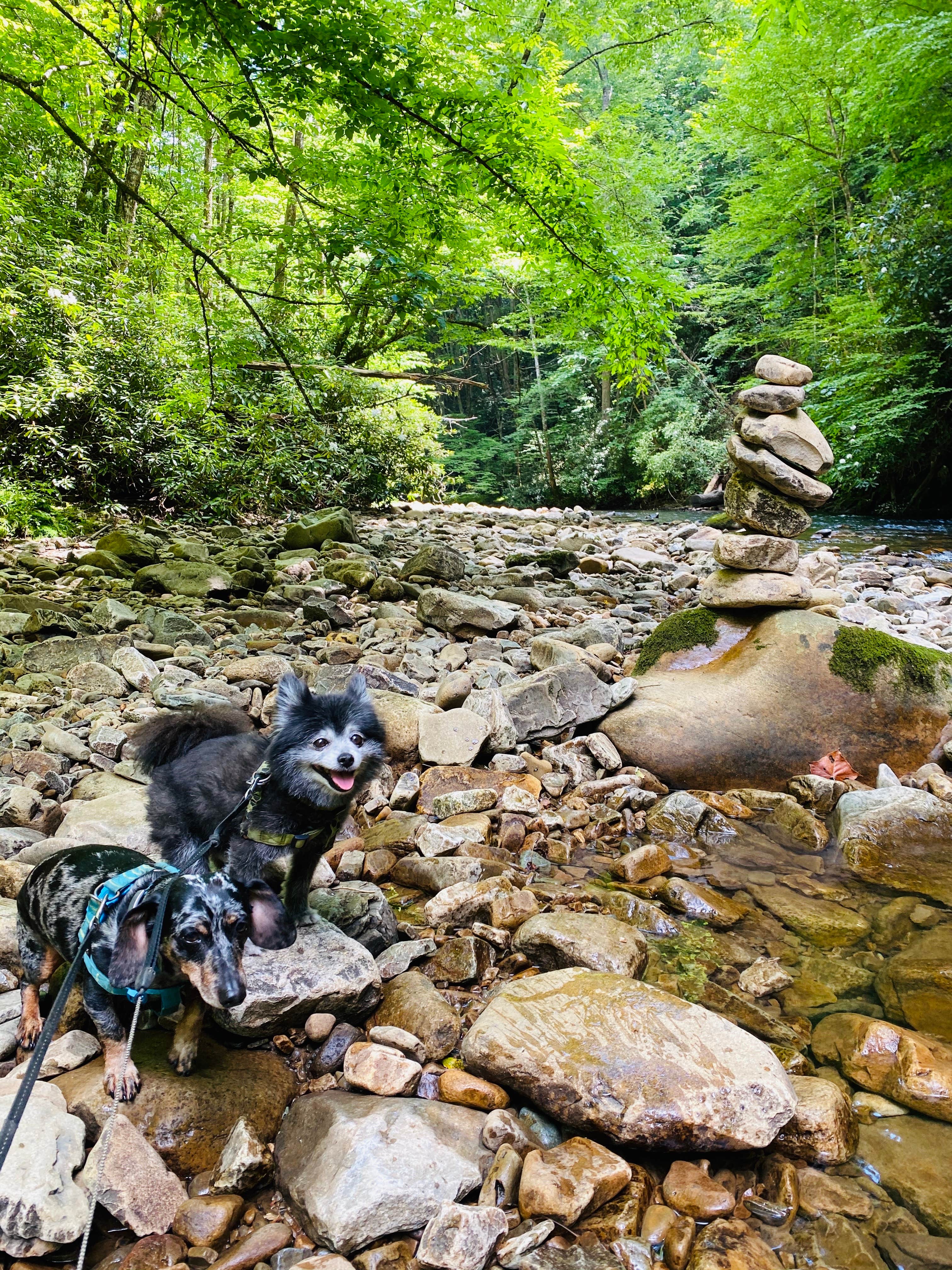 Shelly S.'s photo of camping with pets at Backbone Rock Recreation Area Pavilions and Campground near Shady Valley, TN