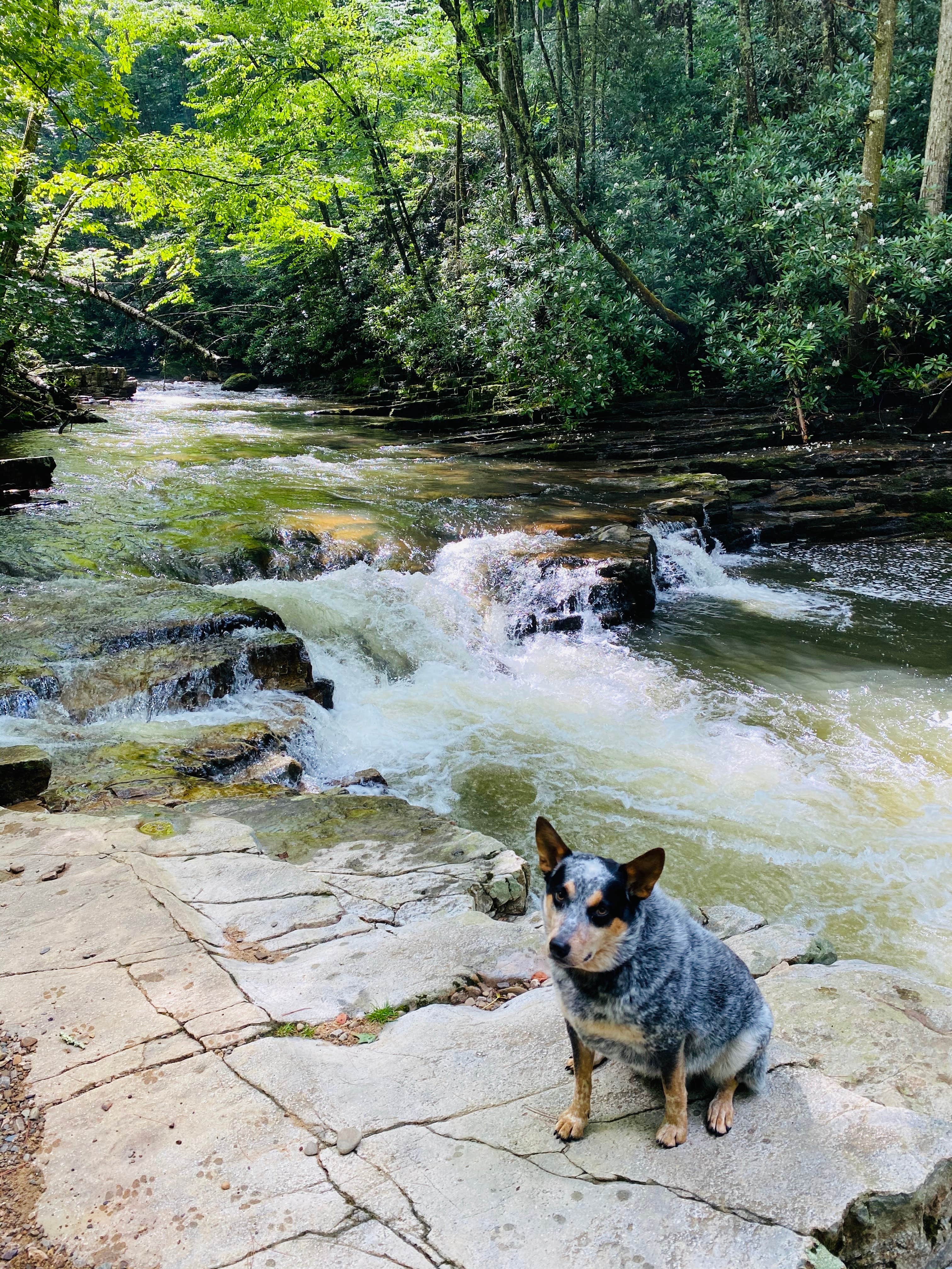 Shelly S.'s photo of camping with pets at Backbone Rock Recreation Area Pavilions and Campground near Mountain City, TN