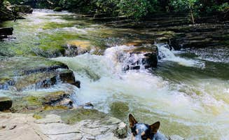 Shelly S.'s photo of camping with pets at Backbone Rock Recreation Area Pavilions and Campground near Creston, NC