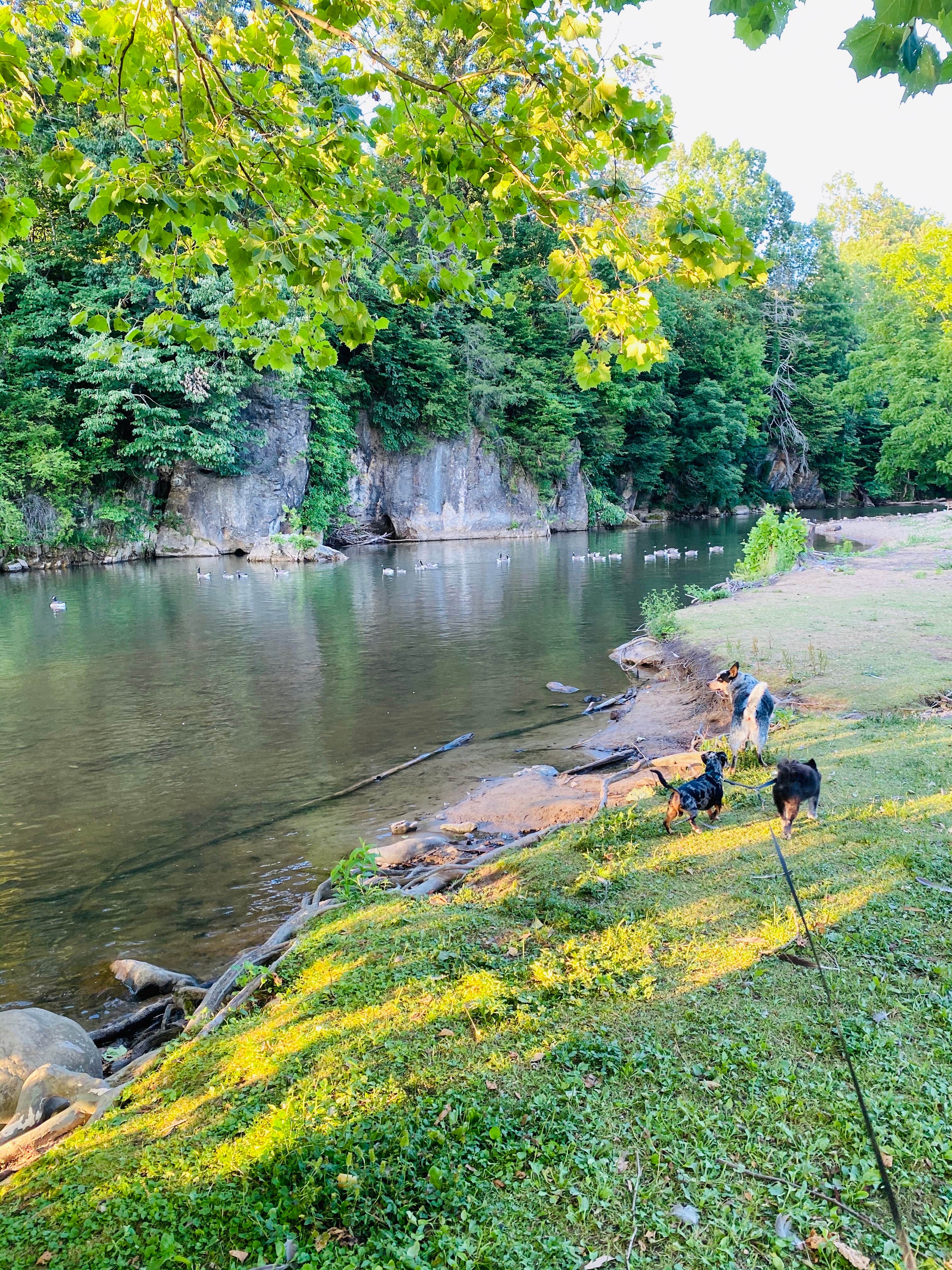 Shelly S.'s photo of camping with pets at Backbone Rock Recreation Area Pavilions and Campground near Glade Spring, VA