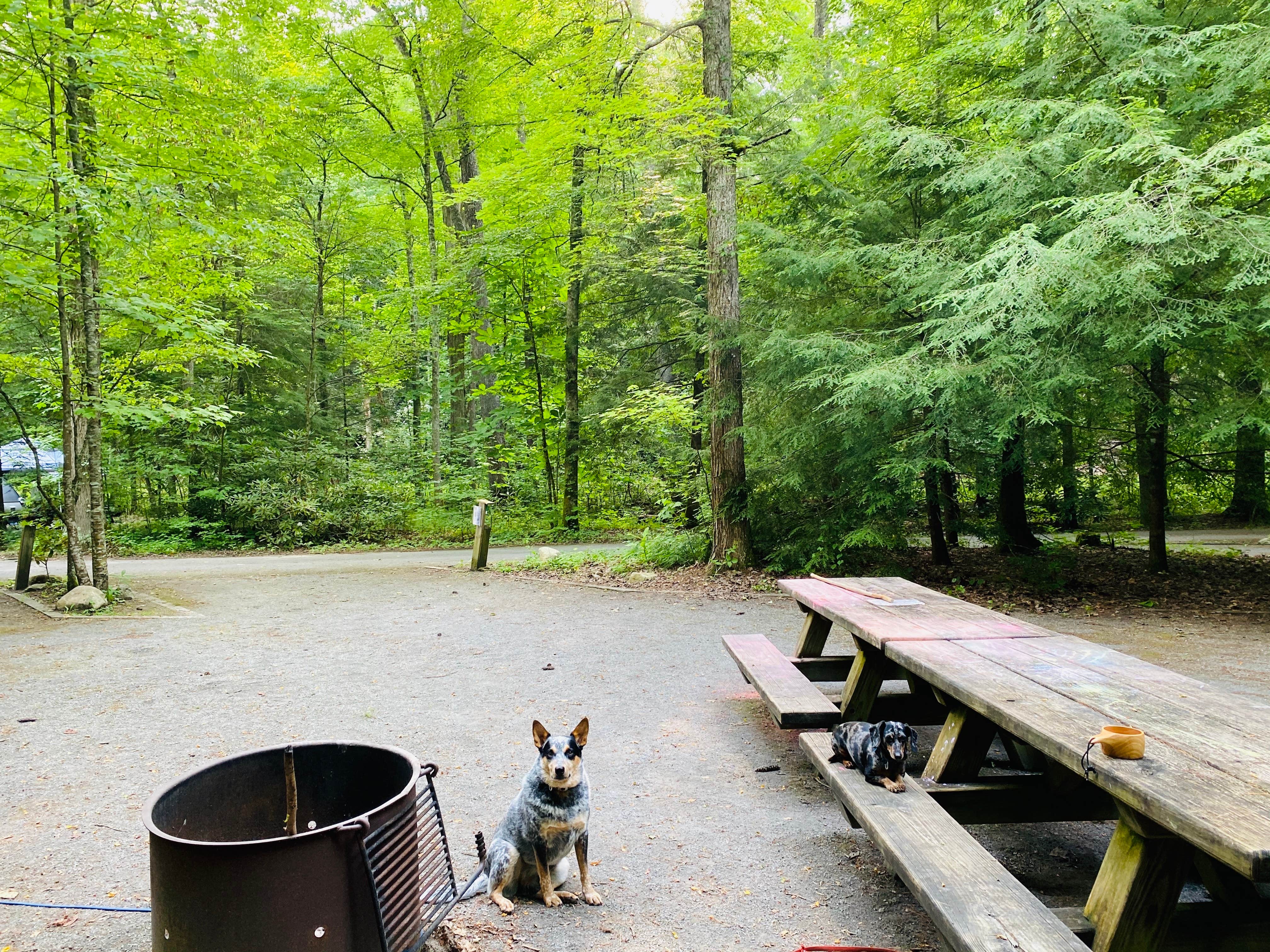Shelly S.'s photo of camping with pets at Backbone Rock Recreation Area Pavilions and Campground near Bristol, VA