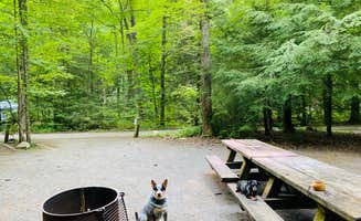 Shelly S.'s photo of camping with pets at Backbone Rock Recreation Area Pavilions and Campground near Abingdon, VA