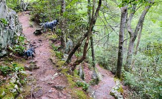 Shelly S.'s photo of camping with pets at Backbone Rock Recreation Area Pavilions and Campground near Abingdon, VA