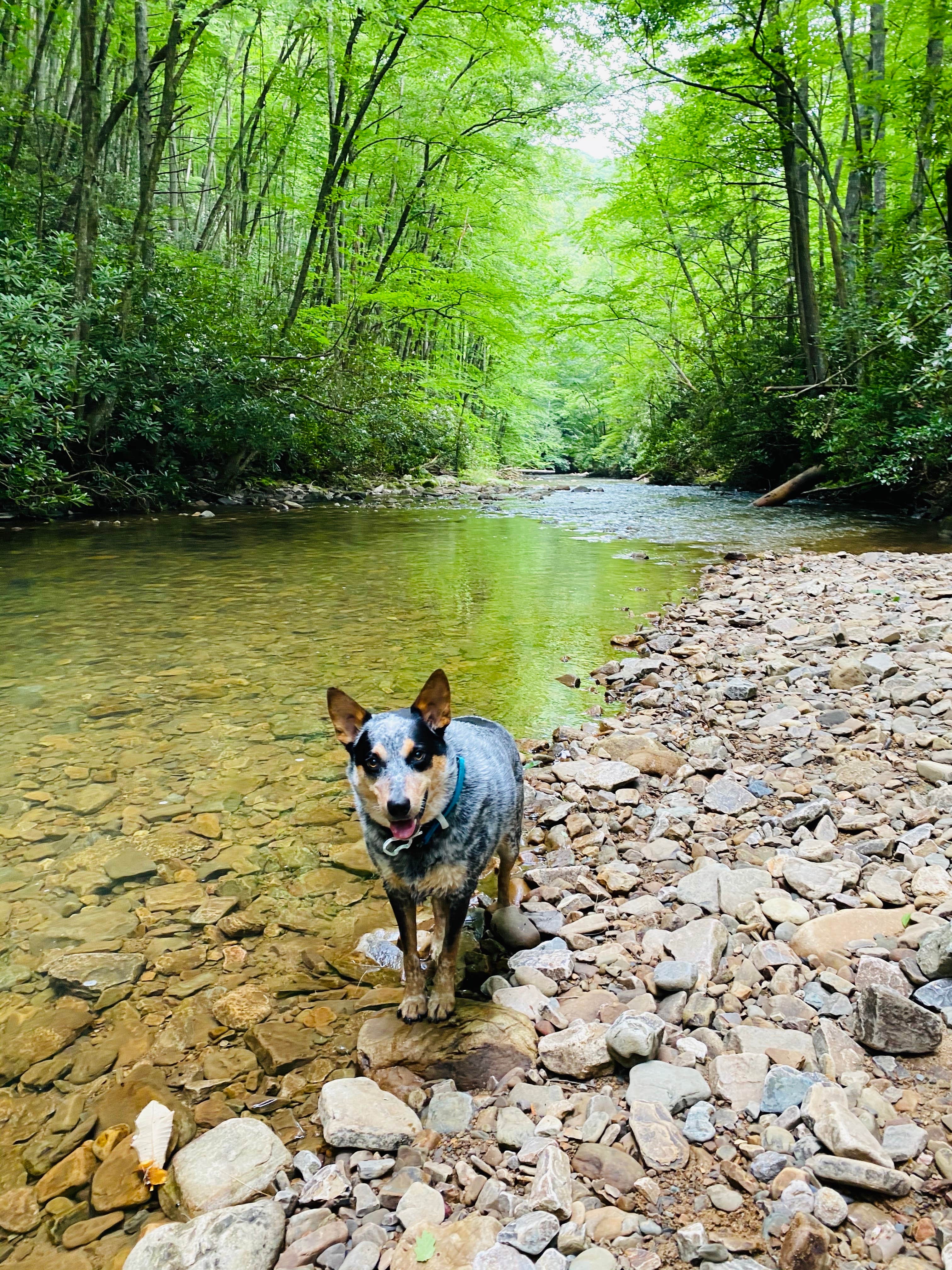 Shelly S.'s photo of camping with pets at Backbone Rock Recreation Area Pavilions and Campground near Chilhowie, VA