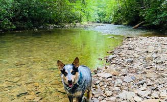 Shelly S.'s photo of camping with pets at Backbone Rock Recreation Area Pavilions and Campground near Chilhowie, VA