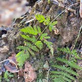 Review photo of Mohican State Park Campground by Andrea F., November 30, 2020