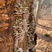 Review photo of Mohican State Park Campground by Andrea F., November 30, 2020