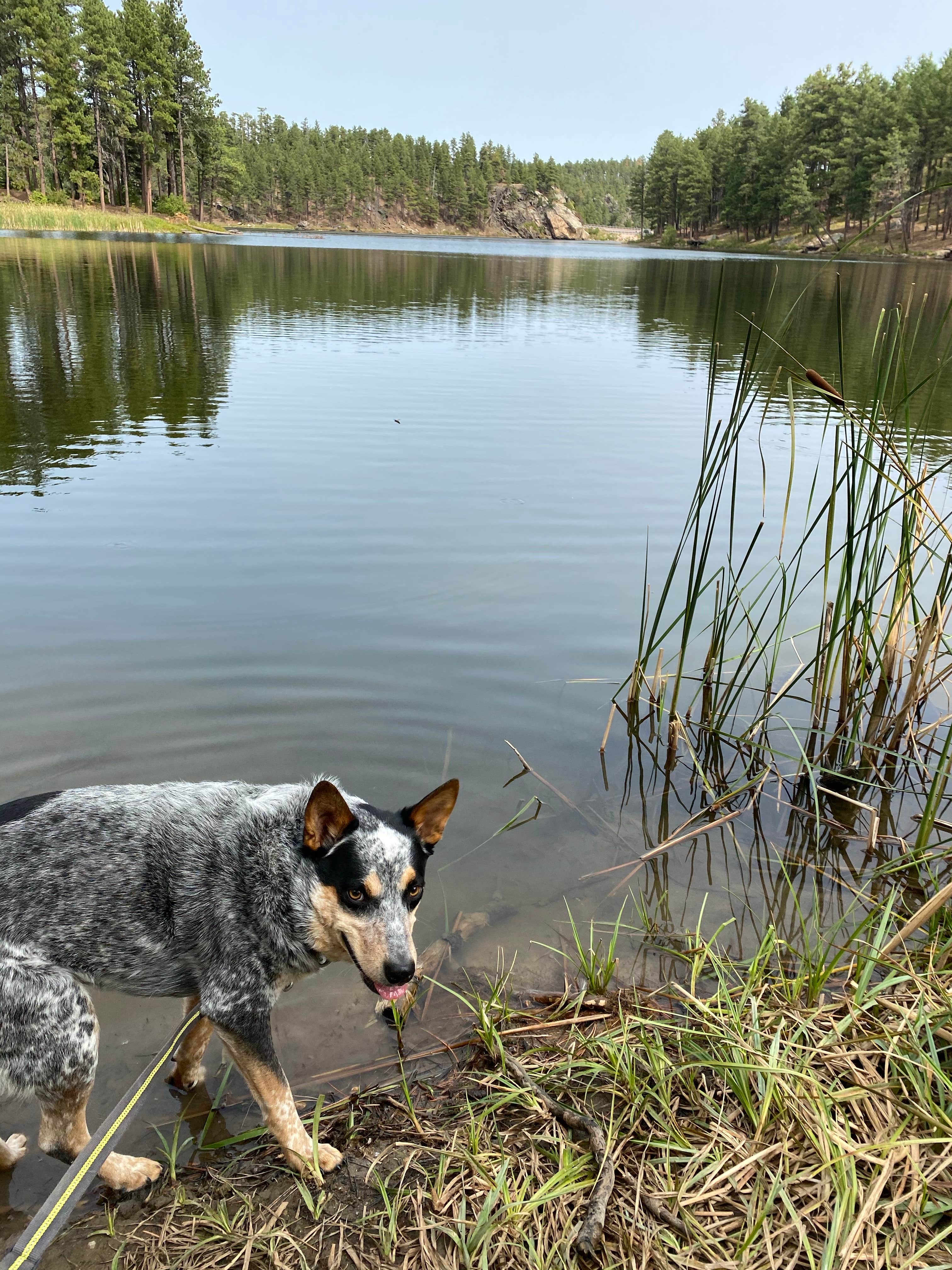 Shelly S.'s photo of camping with pets at Horsethief Lake Campground near Black Hills National Forest