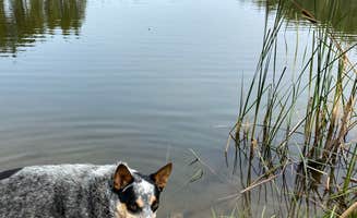 Shelly S.'s photo of camping with pets at Horsethief Lake Campground near Black Hills National Forest
