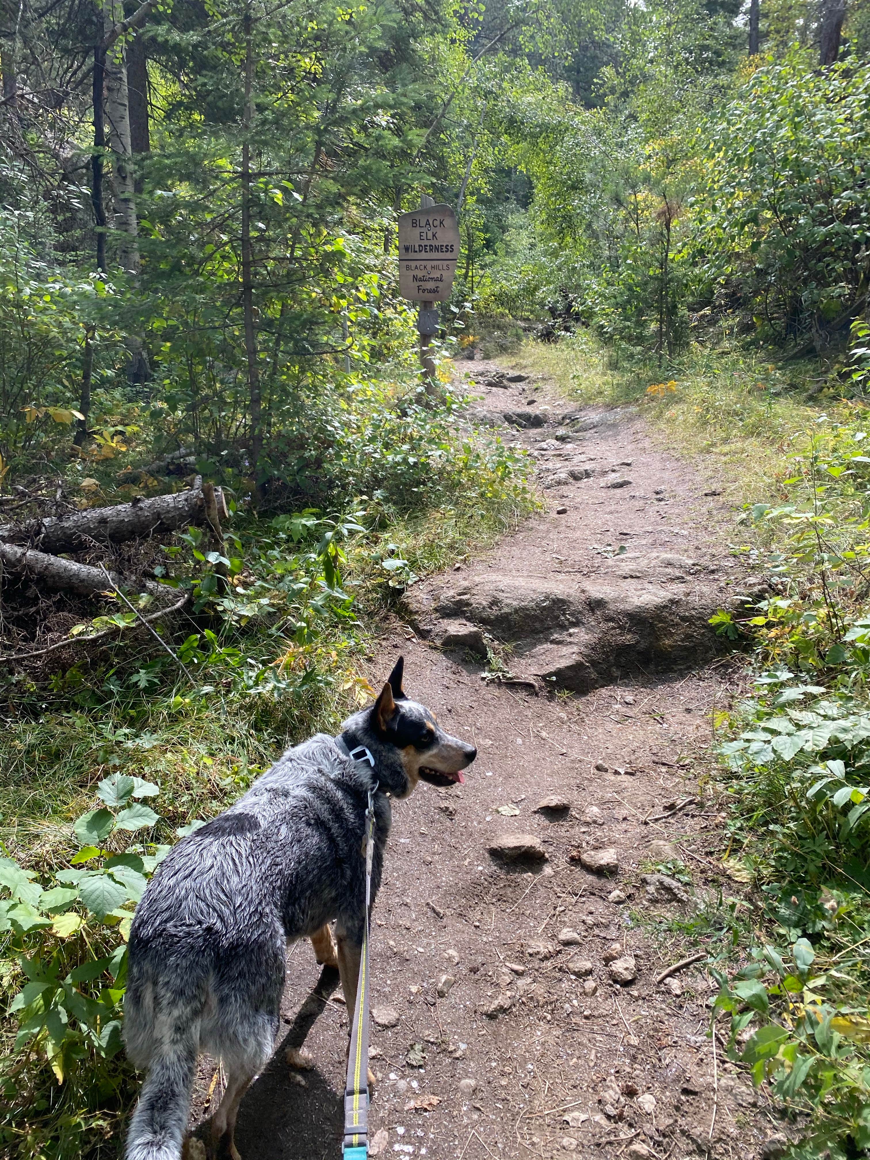 Shelly S.'s photo of camping with pets at Horsethief Lake Campground near Black Hills National Forest