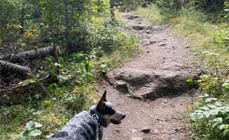 Shelly S.'s photo of camping with pets at Horsethief Lake Campground near Black Hills National Forest