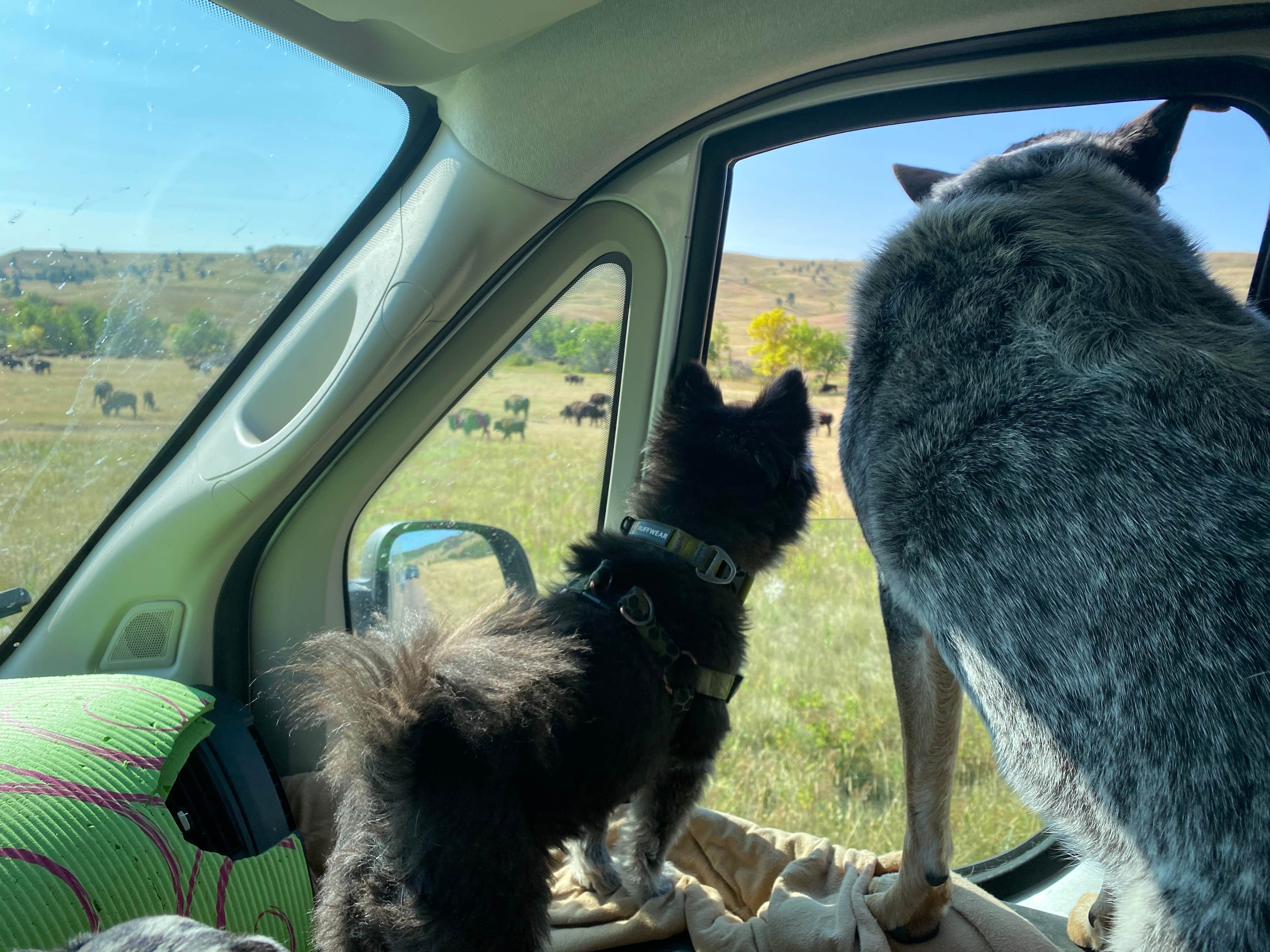 Shelly S.'s photo of camping with pets at Stockade North Campground — Custer State Park near Custer, SD