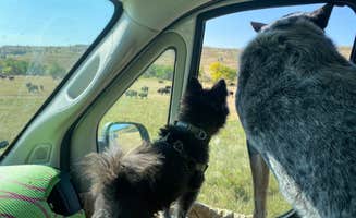 Shelly S.'s photo of camping with pets at Stockade North Campground — Custer State Park near Custer, SD