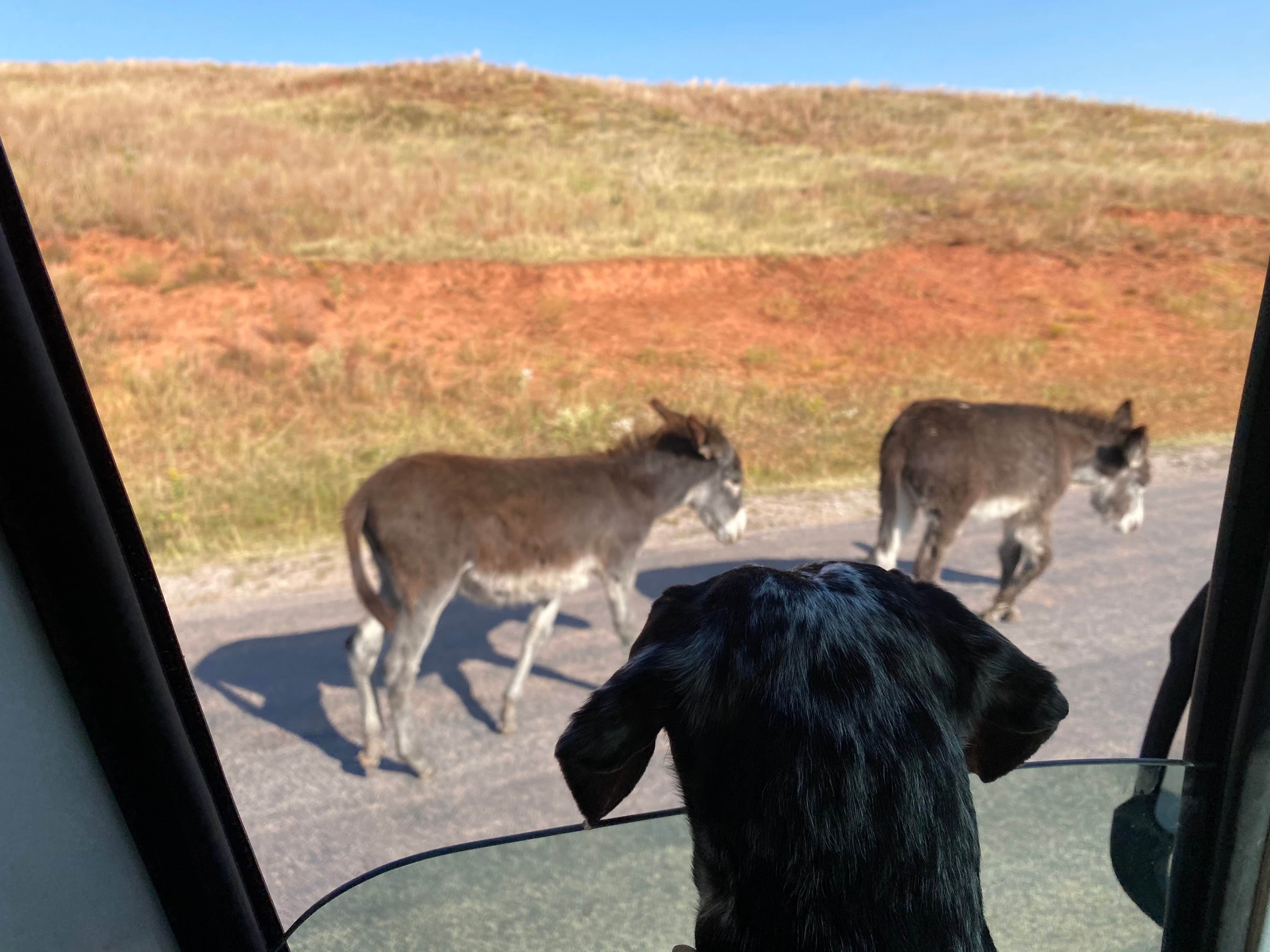 Shelly S.'s photo of camping with pets at Stockade North Campground — Custer State Park near Keystone, SD