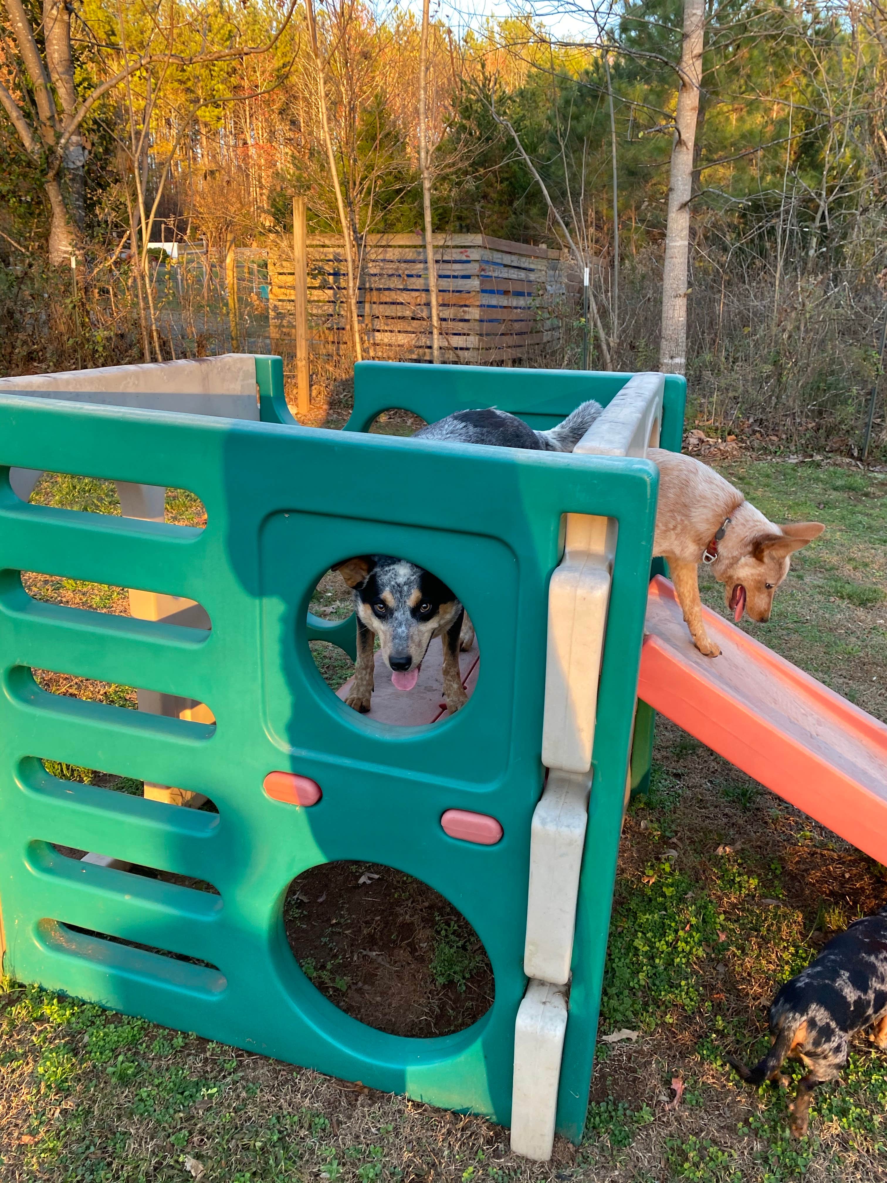 Shelly S.'s photo of camping with pets at Four Paws Kingdom Campground & Dog Retreat near Lake Lure, NC