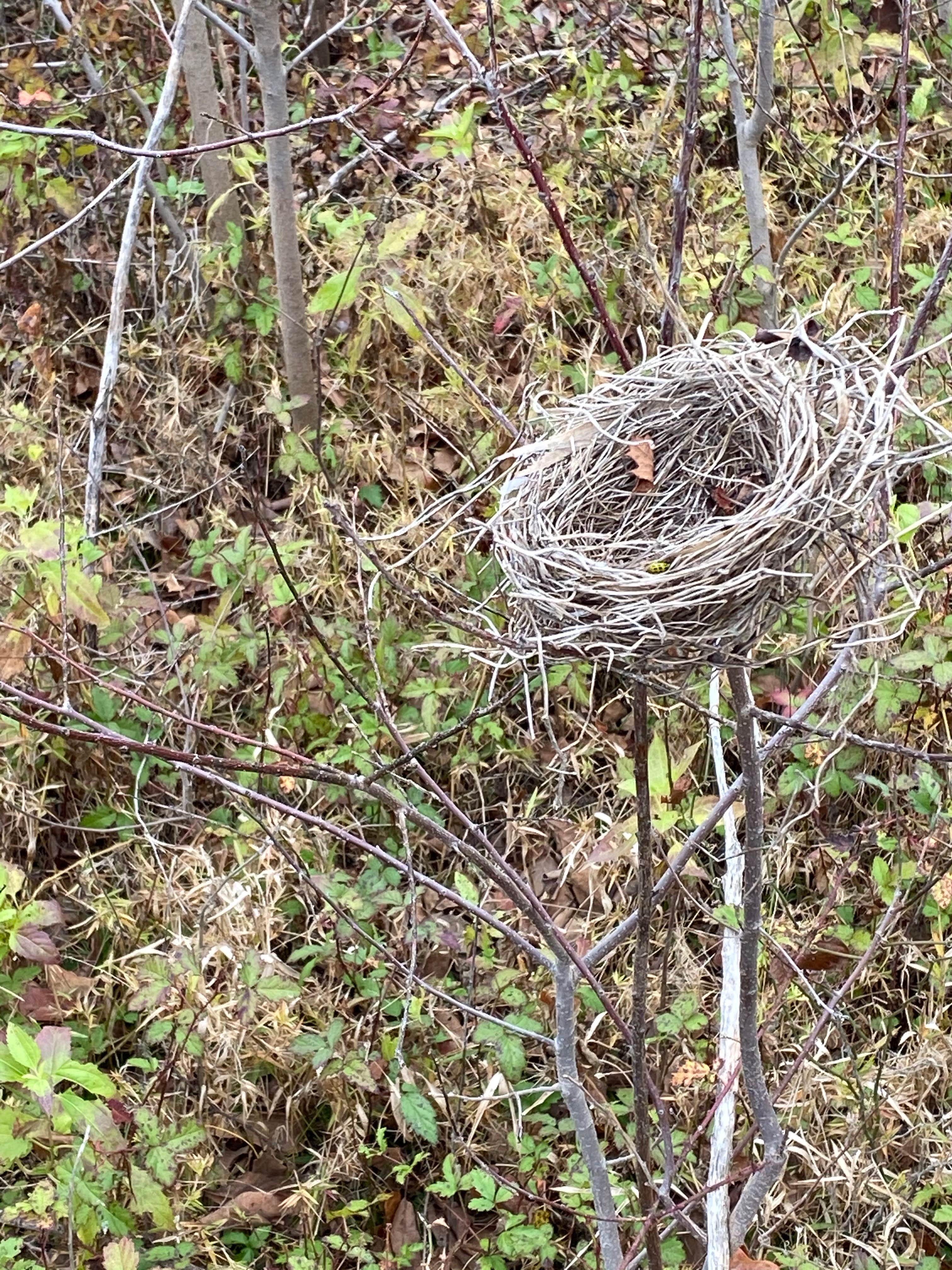 Camper-submitted photo at Lake Whitney State Park Campground near Whitney, TX